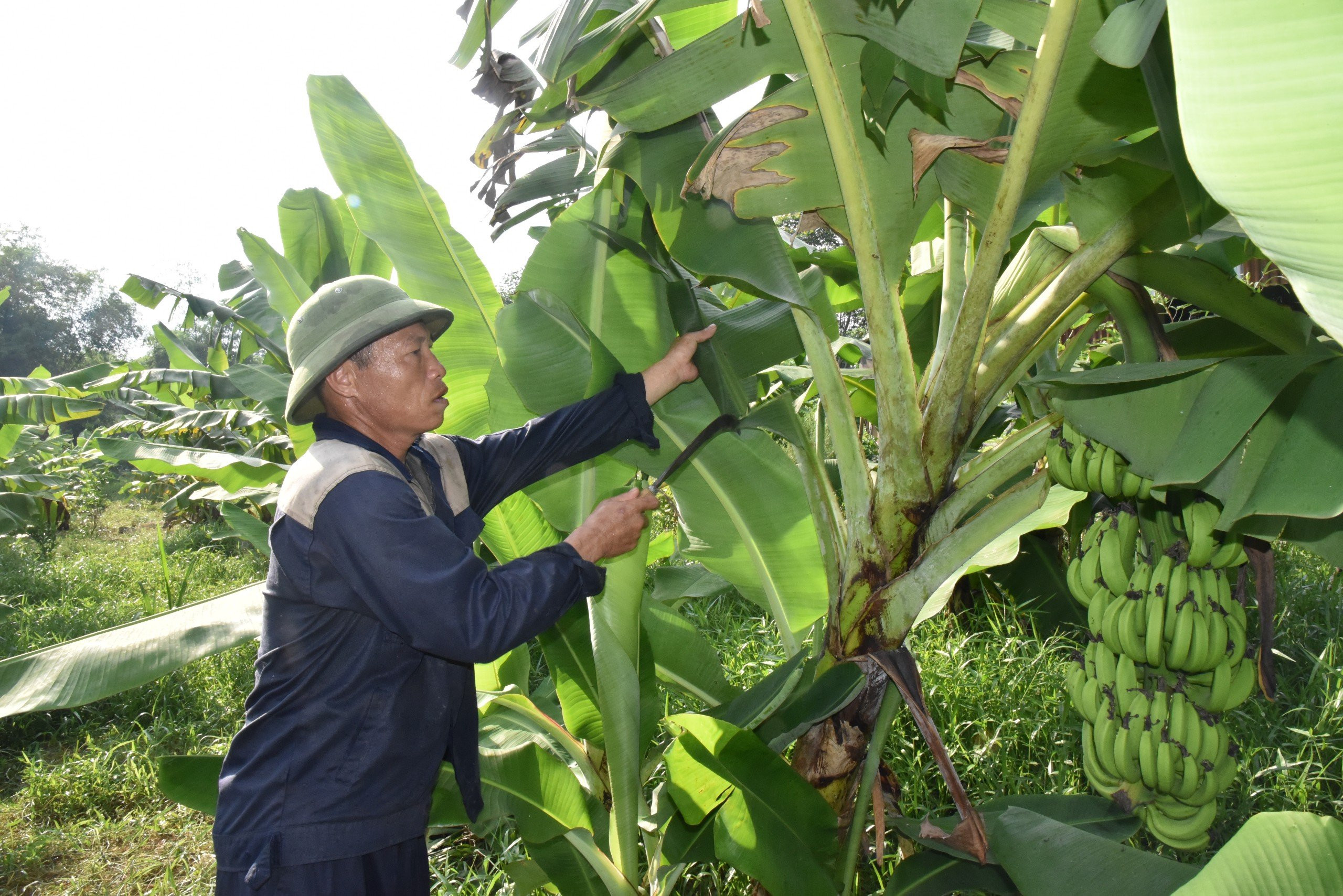 bna_chân.anh Nguyễn Hồng Hà ở xóm 2, xã Nghĩa Thuận trồng chuối phục vụ chăn nuôi.jpeg