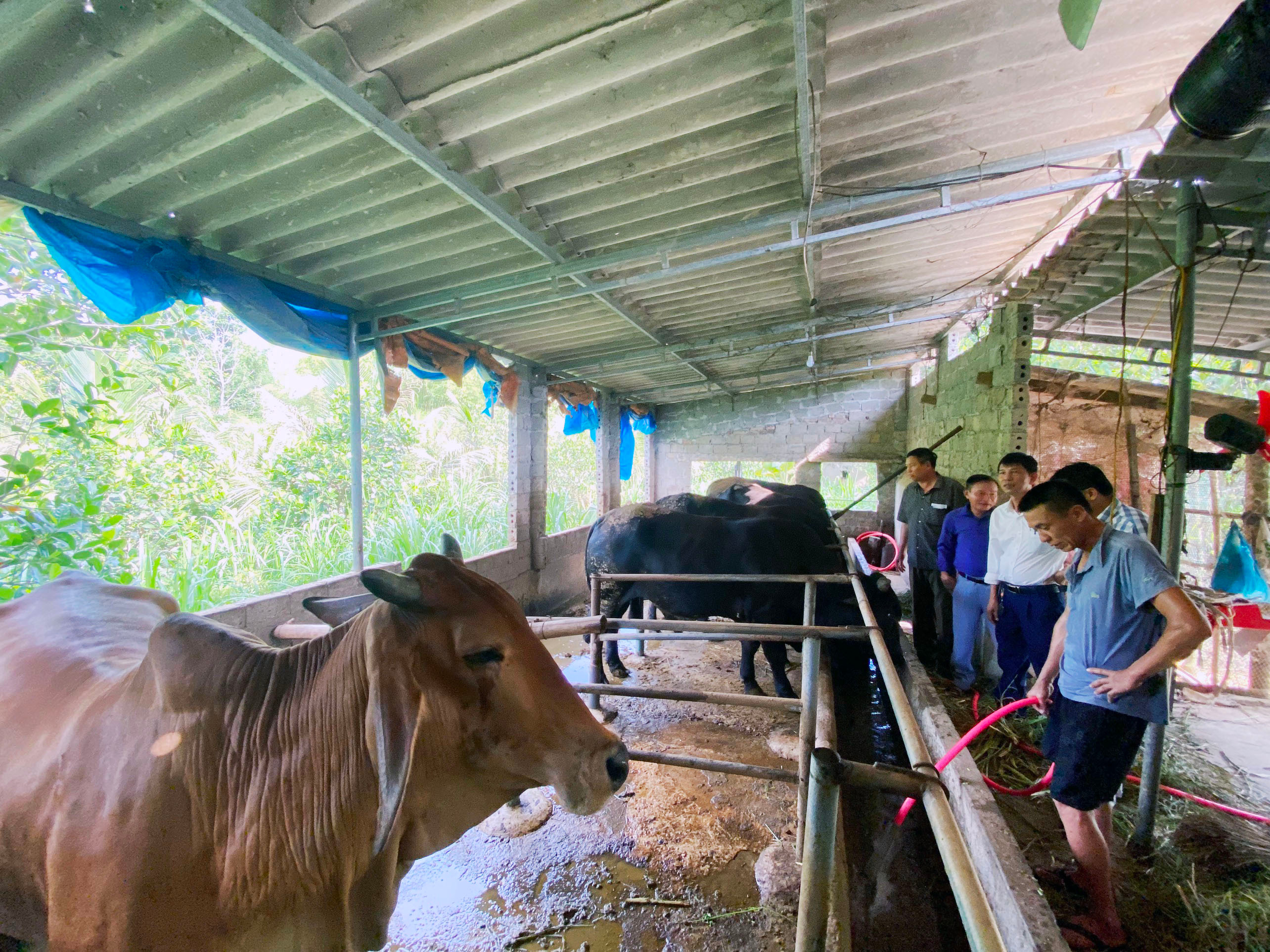 bna_mô hình chăn nuôi ở Nghĩa Thuận, thái hoà.jpg