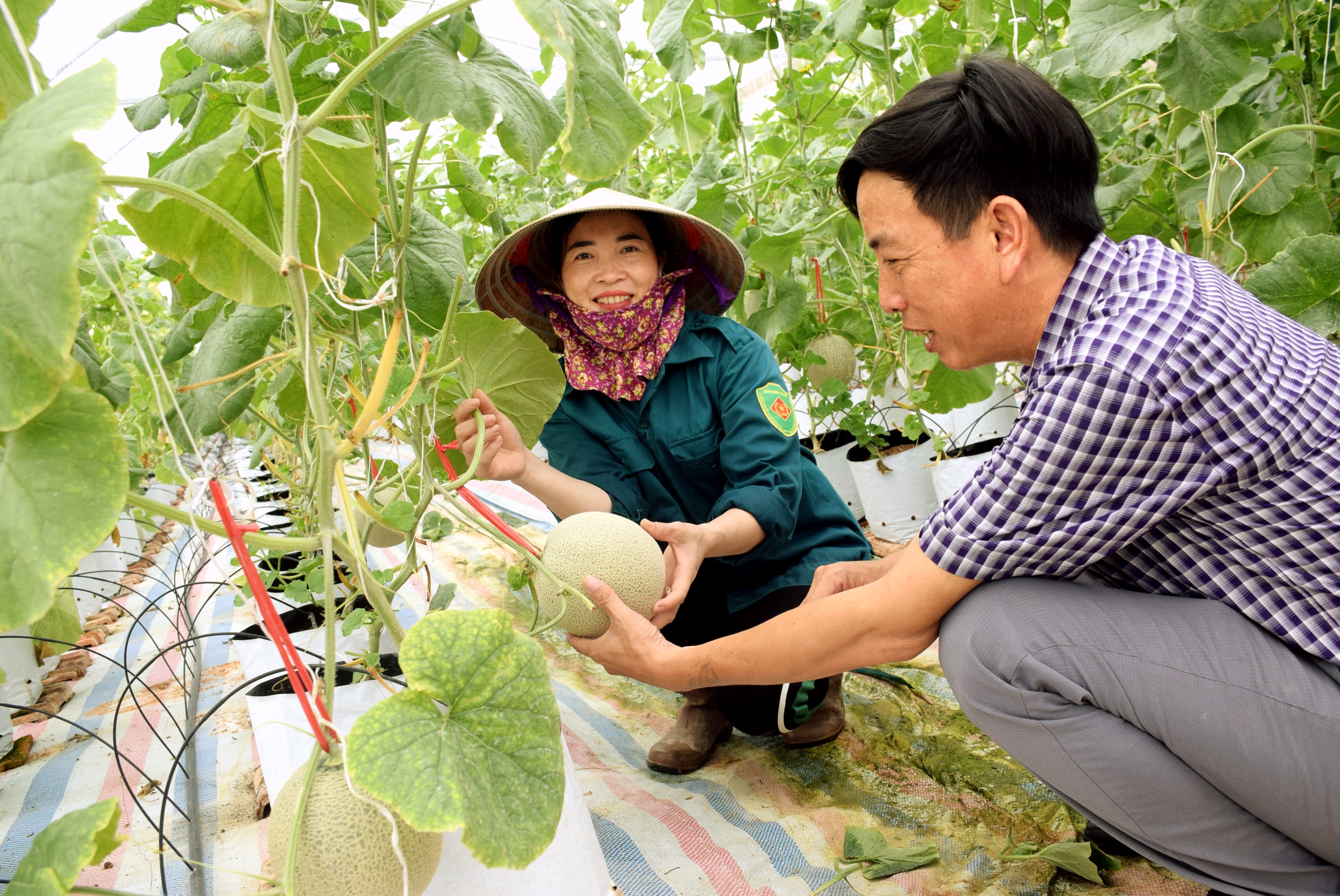 bna_Mô hình trồng dưa lưới ở Yên Thành.jpg