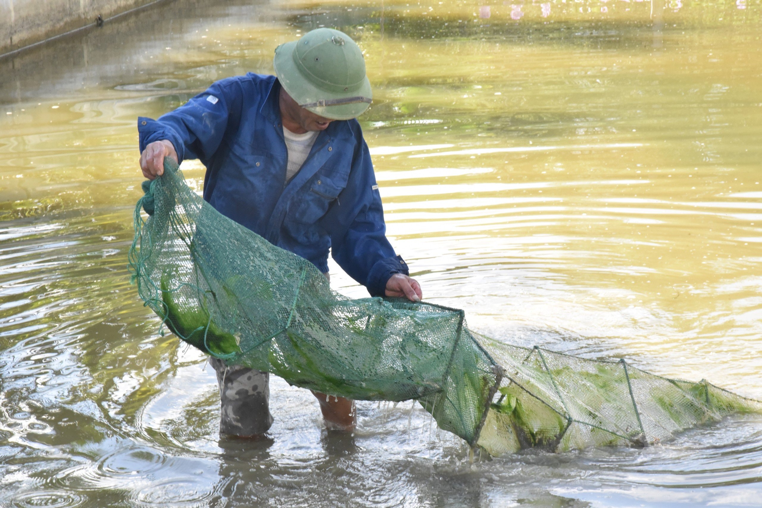 bna_thu hoạch cua.jpg