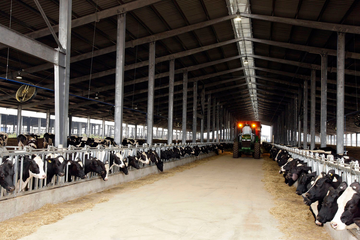 bna_ Đàn bò sữa tại trang trại của Tập đoàn TH.jpg