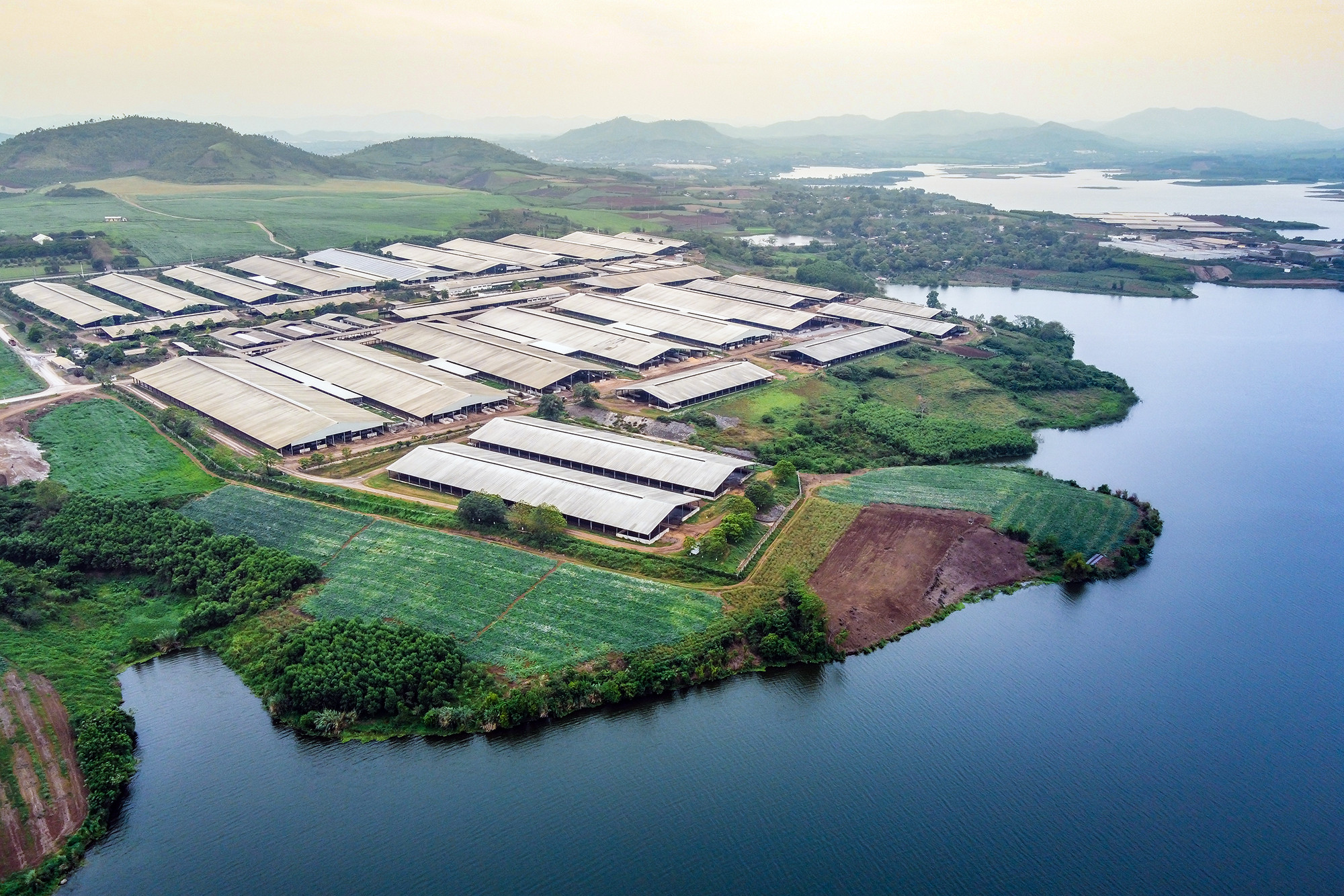 bna_ Trang trại bò sữa thuộc Cụm trang trại tập trung ứng dụng công nghệ cao quy trình sản xuất khép kín quy mô lớn nhất thế giới của Tập đoàn TH tại Nghệ An..jpg