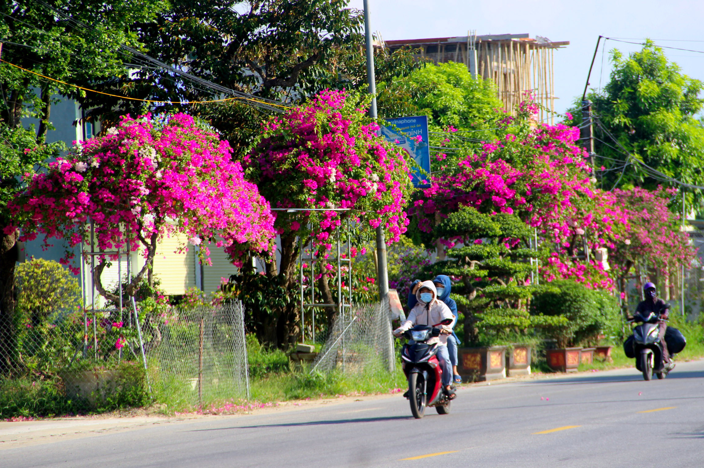 bna_Những tuyến đường rực rỡ hoa cây cảnh đi qua xã Nghi Ân TP Vinh.jpg