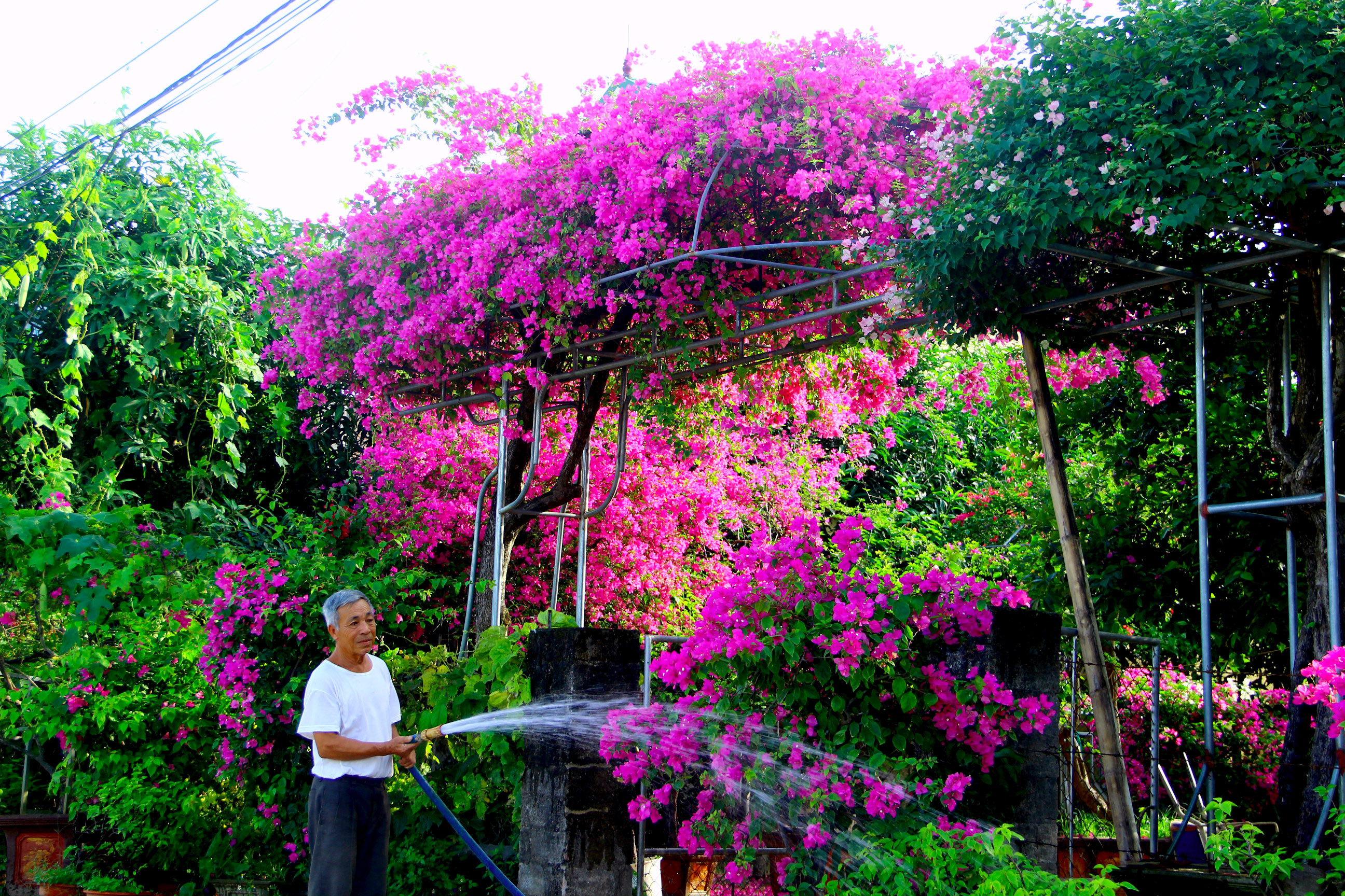 bna_Ông Lê Văn Chắt là một trong những hộ dân trồng hoa cây cảnh đầu tiên trên địa bàn xóm Kim Chi xã Nghi Ân.jpg