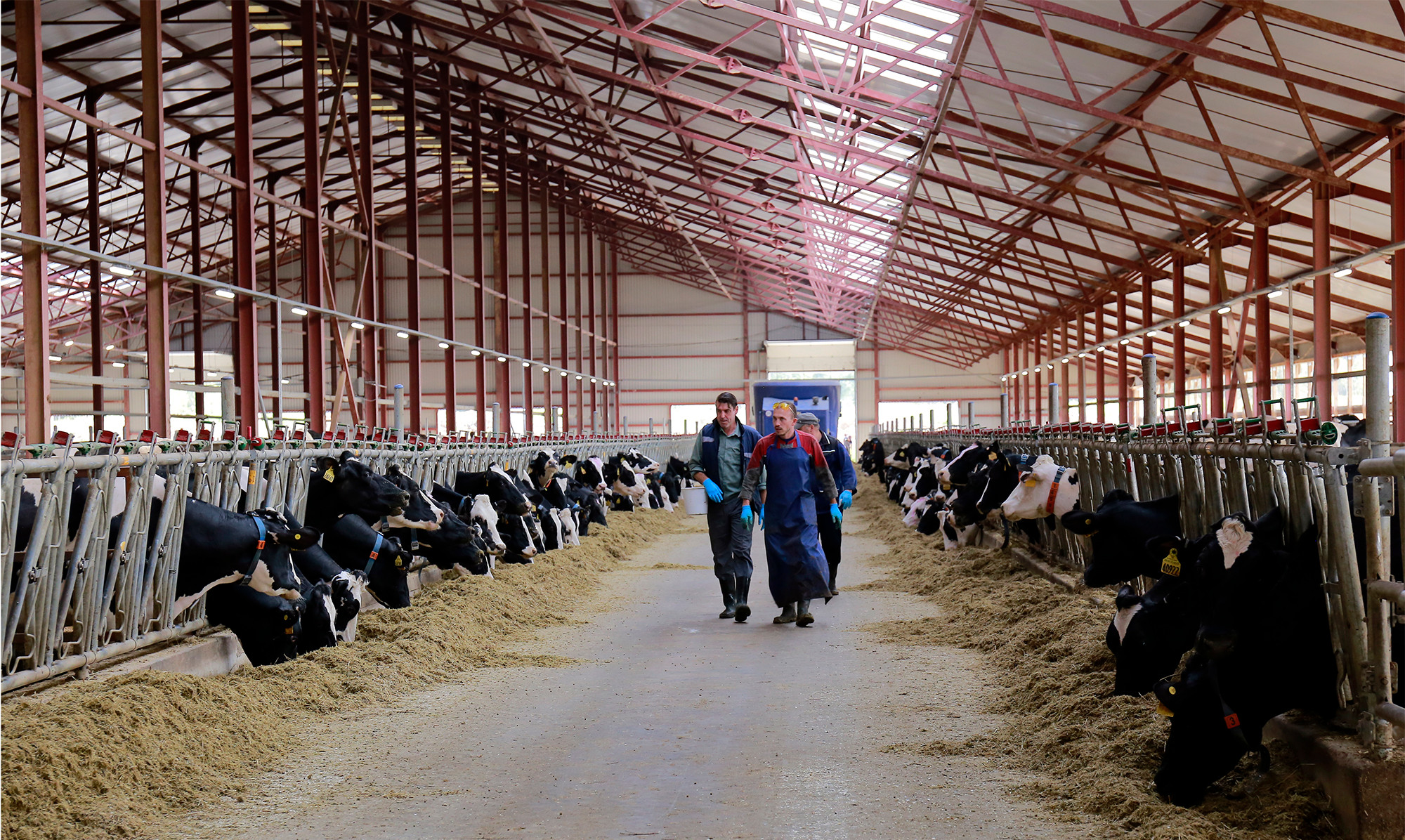 bna- Một trong các trang trại bò sữa tại Liên bang Nga.jpg