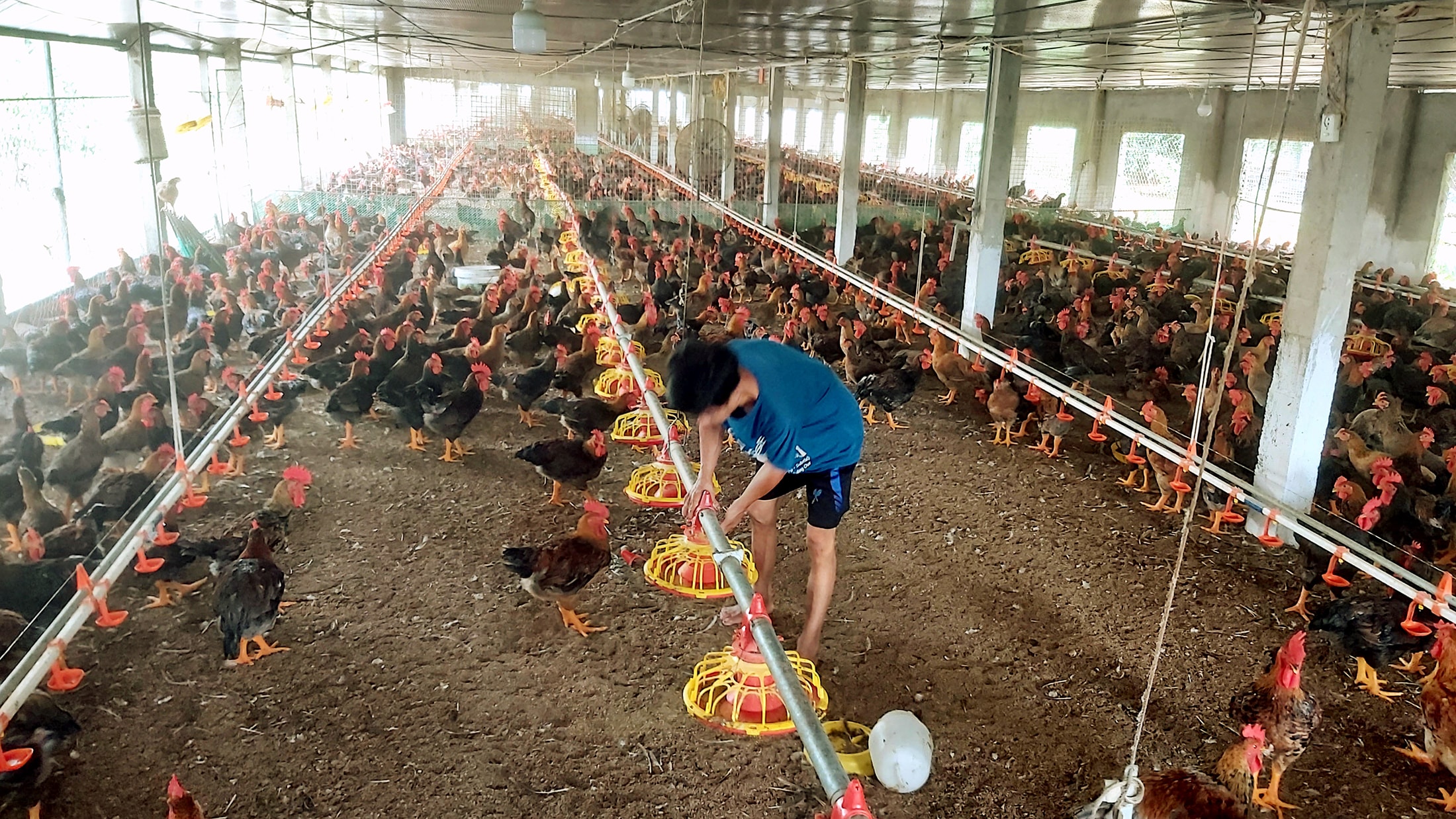 Nghệ An hiện có đàn gia cầm trên 33 triệu con. Ảnh: Xuân Hoàng