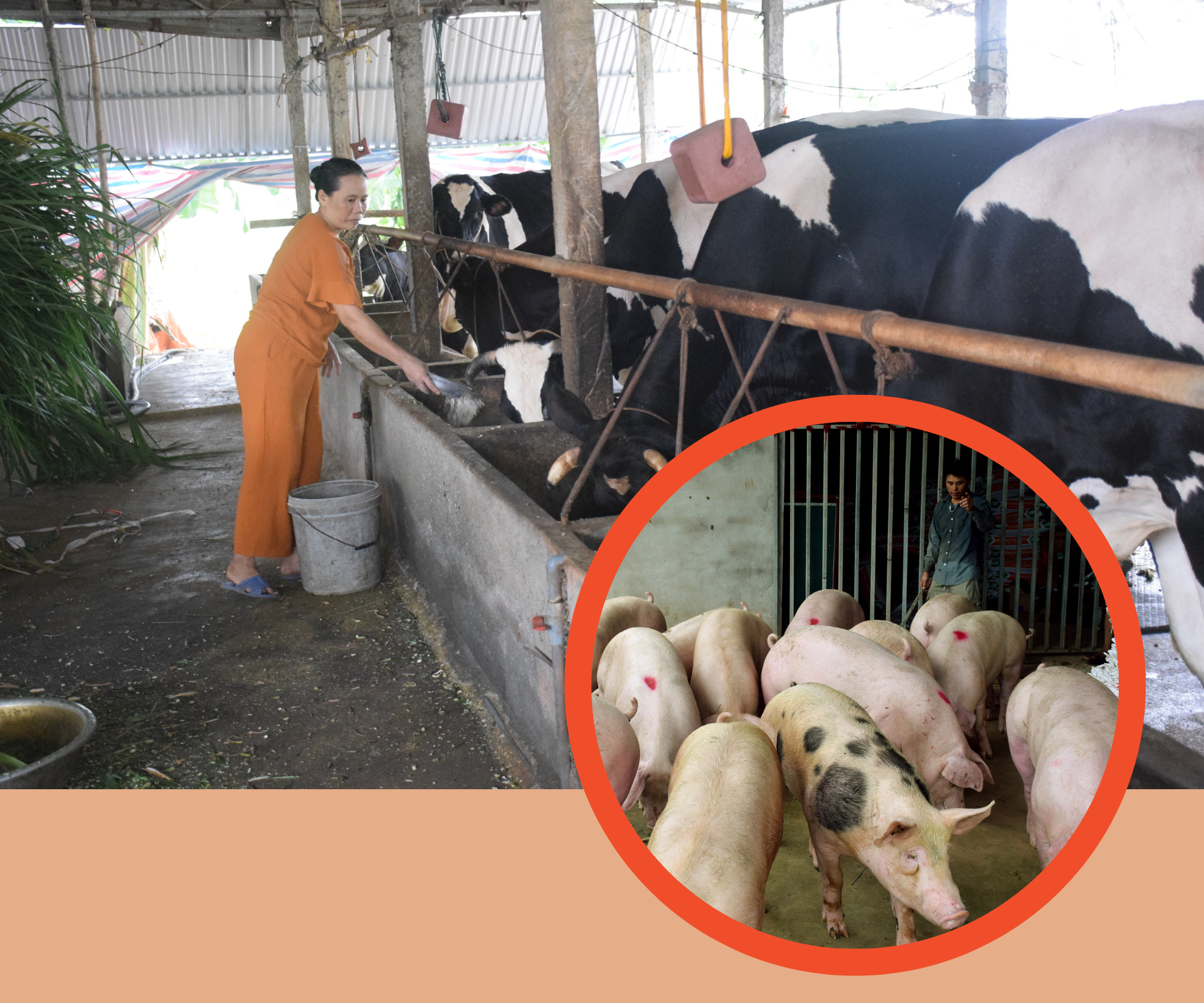Người chăn nuôi cần vệ sinh chuồng trại sạch. Ảnh: Xuân Hoàng