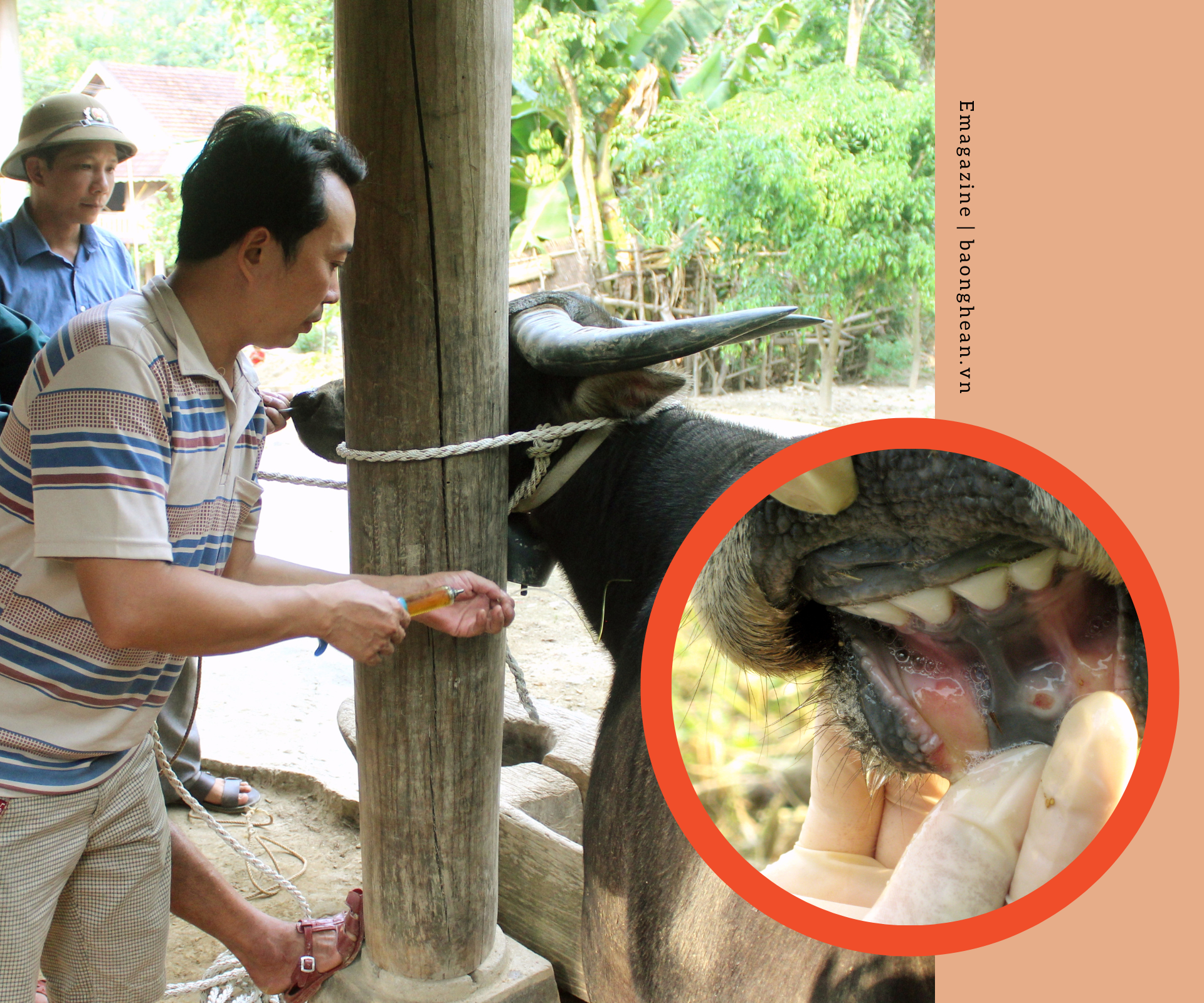 Cán bộ thú y vùng cao tiêm vắc xin cho gia súc. Ảnh: Quang An
