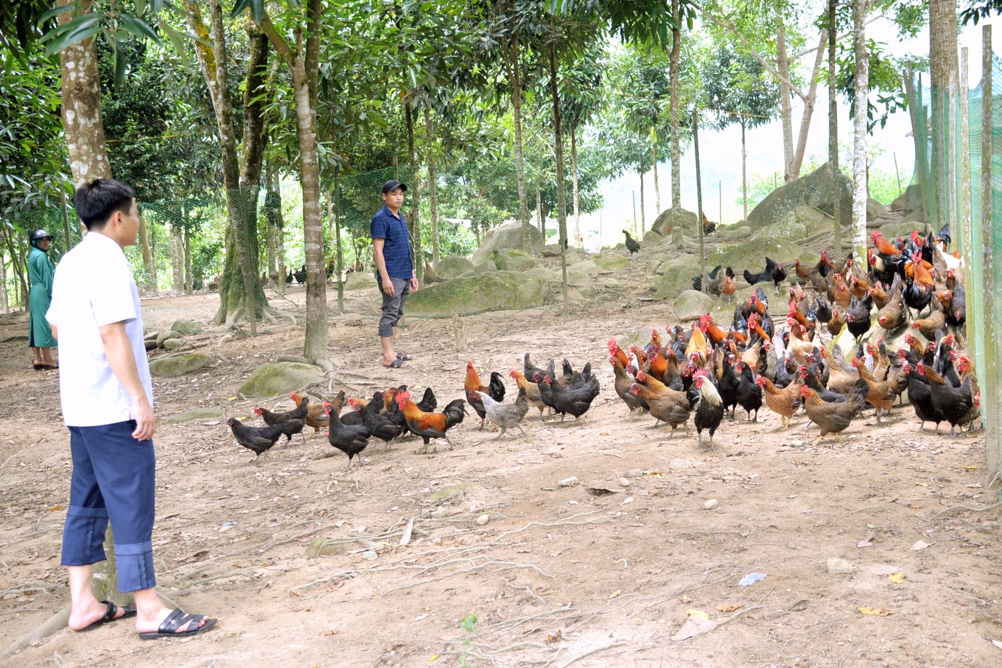 bna_Nuôi gà bản địa dưới tán cây quế của gia đình anh Quang Văn Trung. ảnh Xuân Hoàng.jpg