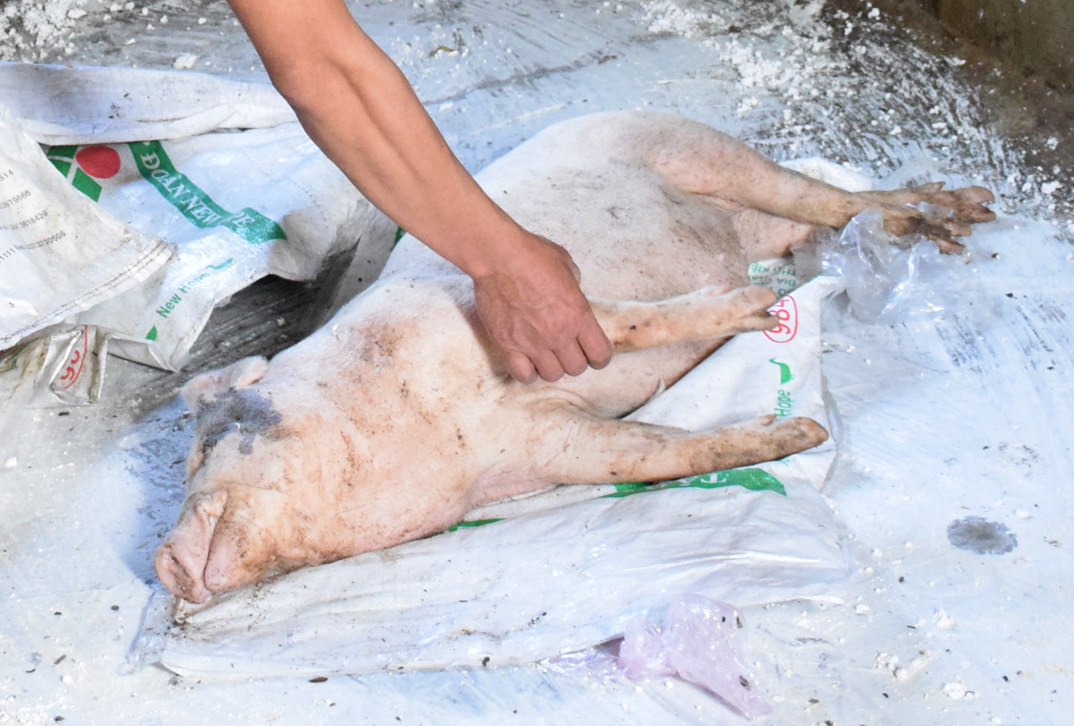 bna_Từ đầu tháng 2 đến nay, bệnh dịch tả lợn châu Phi tái phát tại nhiều địa phương của Nghệ An.jpg
