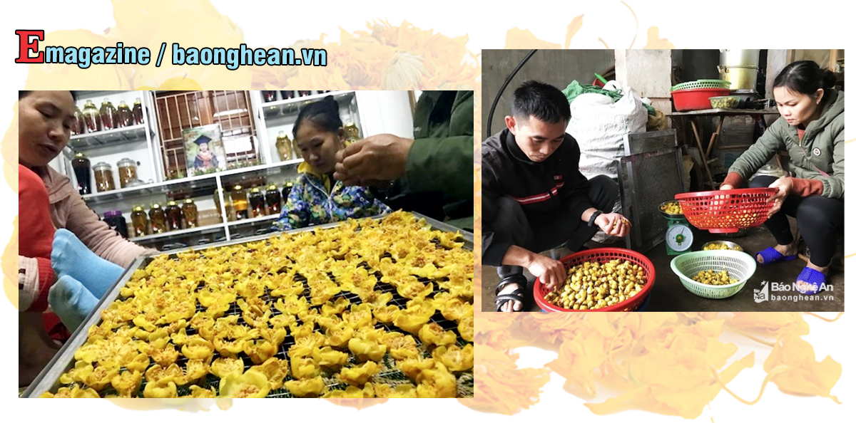 Chế biến trà hoa vàng. Ảnh: Thanh Sầm