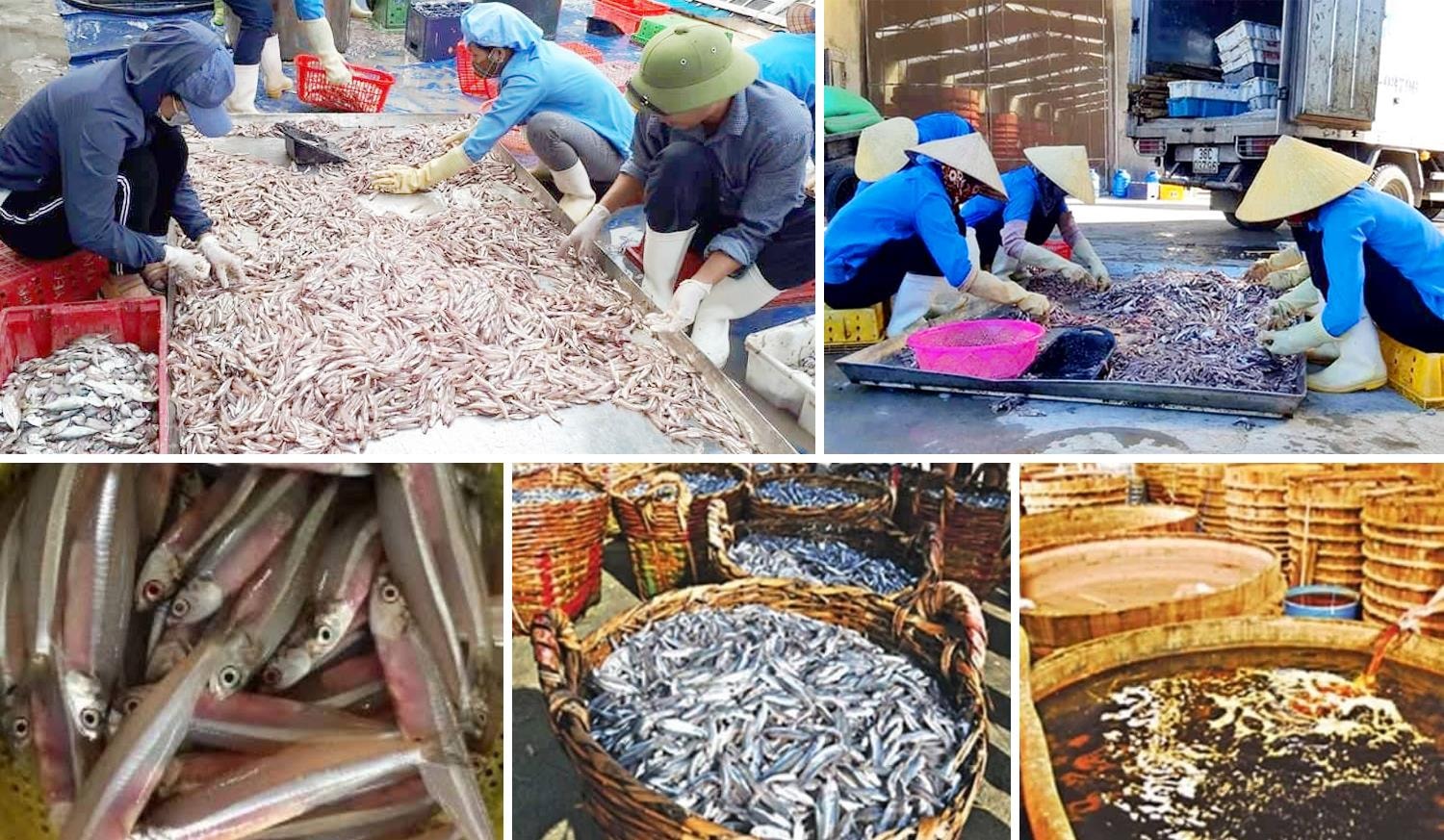 Bến cá của xã Diễn Ngọc, huyện Diễn Châu ở gần nên Công ty CP Thủy sản Vạn Phần Diễn Châu rất thuận lợi trong việc thu mua nguồn nguyên liệu tươi, sạch phục vụ sản xuất nước mắm. Ảnh: Thu Hương