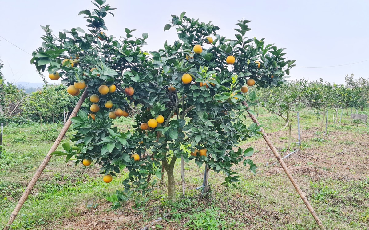 Cây cam giống Xã Đoài trong vườn của ông Phan Công Hưởng, xã Nghi Diên (Nghi Lộc). Ảnh: N.K