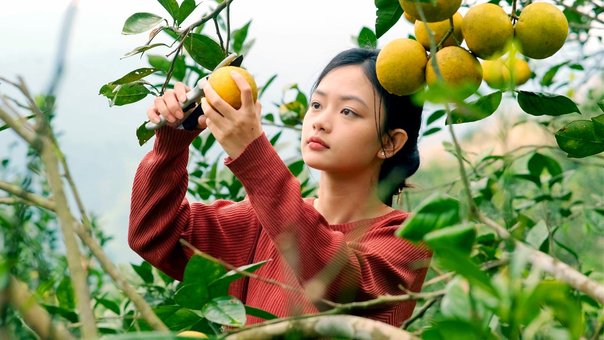 Cam Xã Đoài được đánh giá cao về độ thơm ngon đặc trưng. Ảnh: T.P