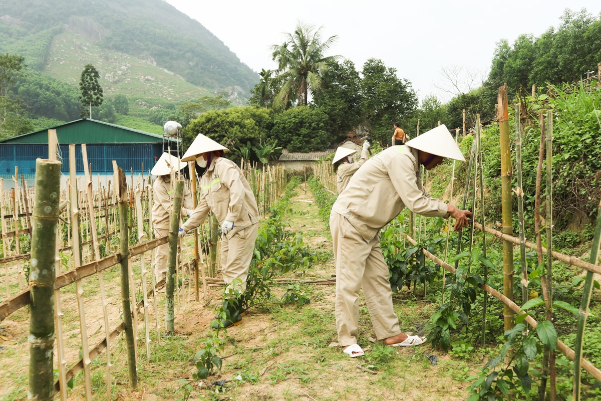 Công nhân HTX Nông dược Tĩnh Sáng Đường chăm sóc diện tích cà gai leo. Ảnh: T.P