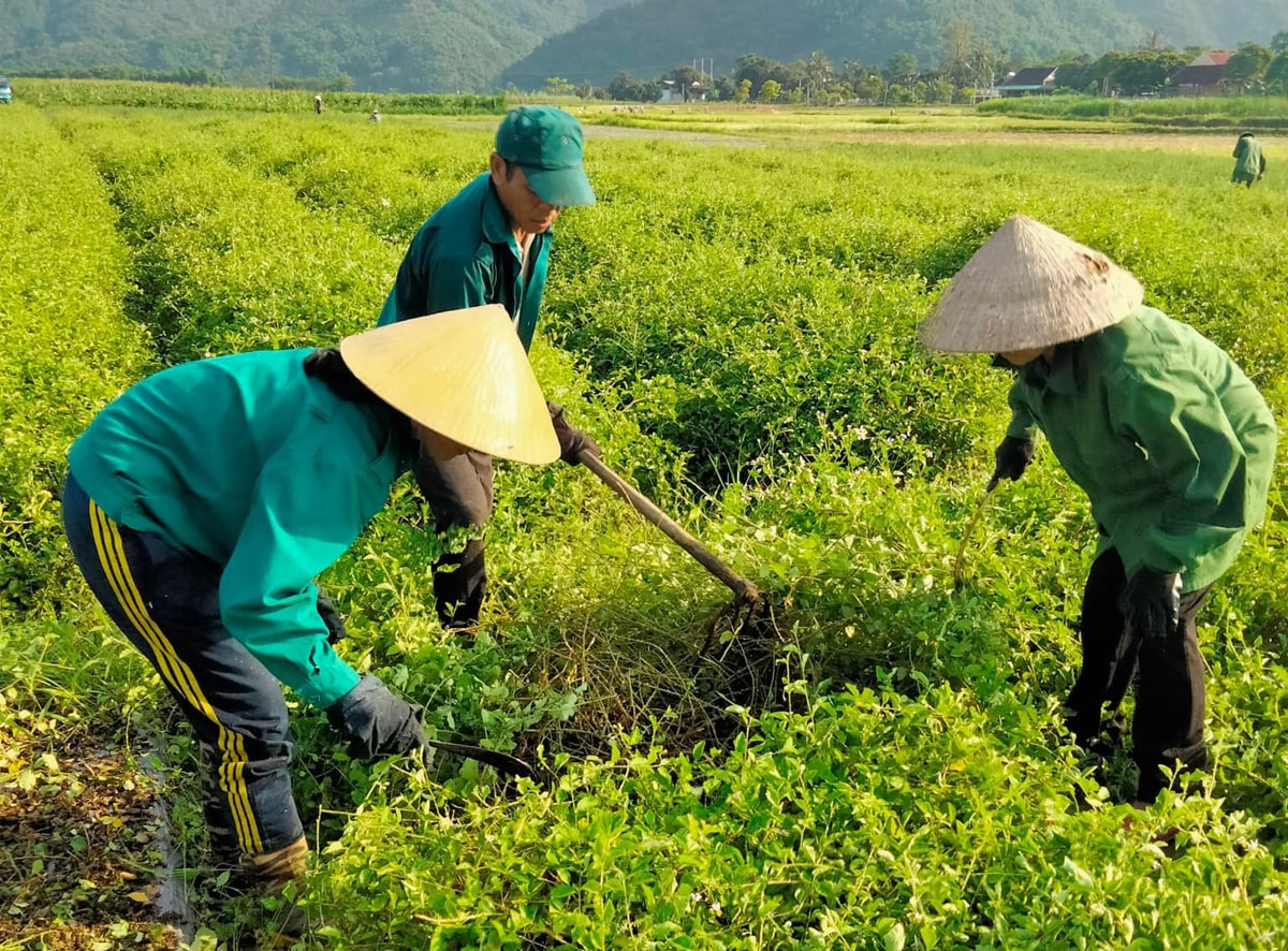 Dược liệu Pù Mát tạo sinh kế cho lao động địa phương. Ảnh: T.P