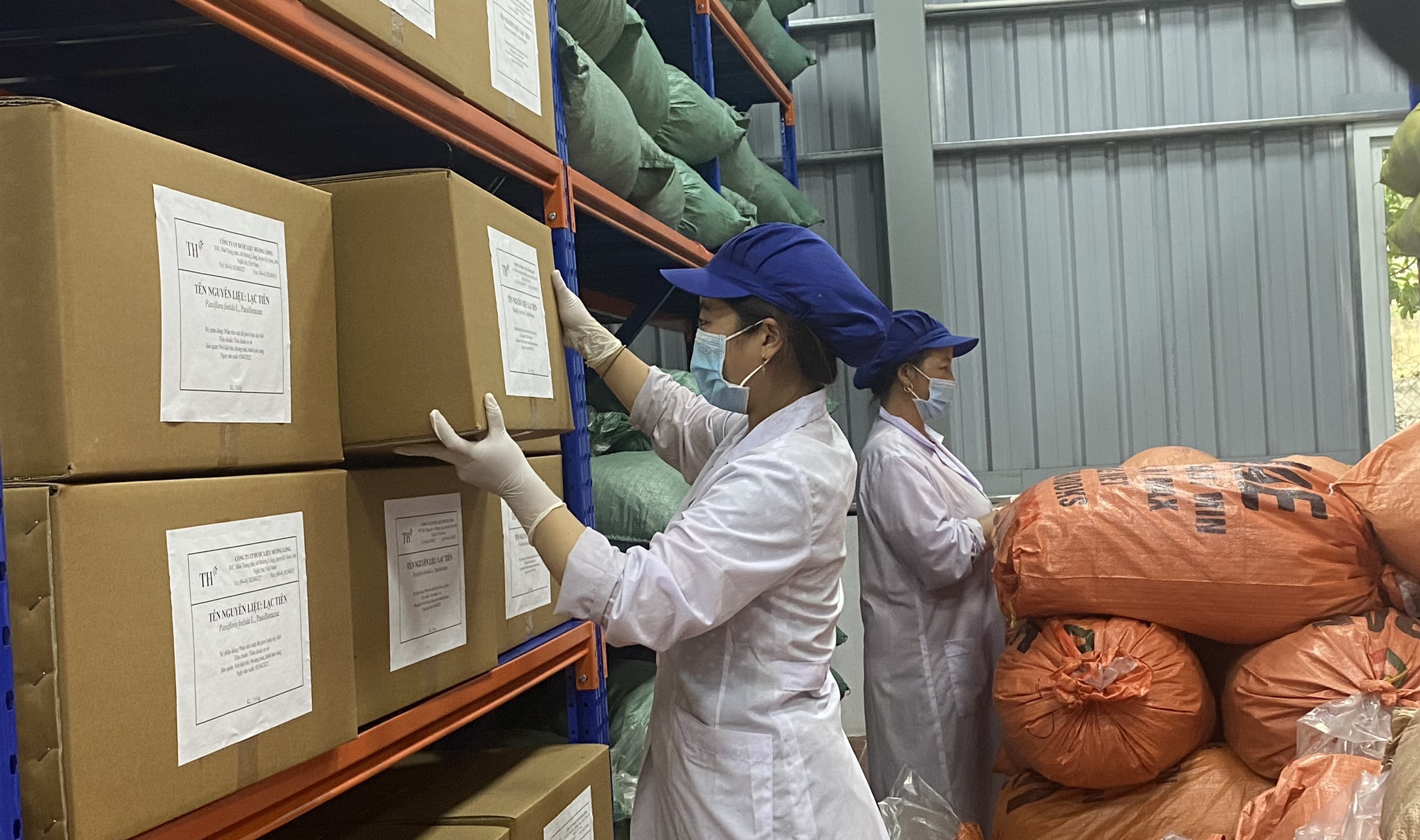 Kiểm tra dược liệu đã chế biến ở Kỳ Sơn. Ảnh: Trân Châu