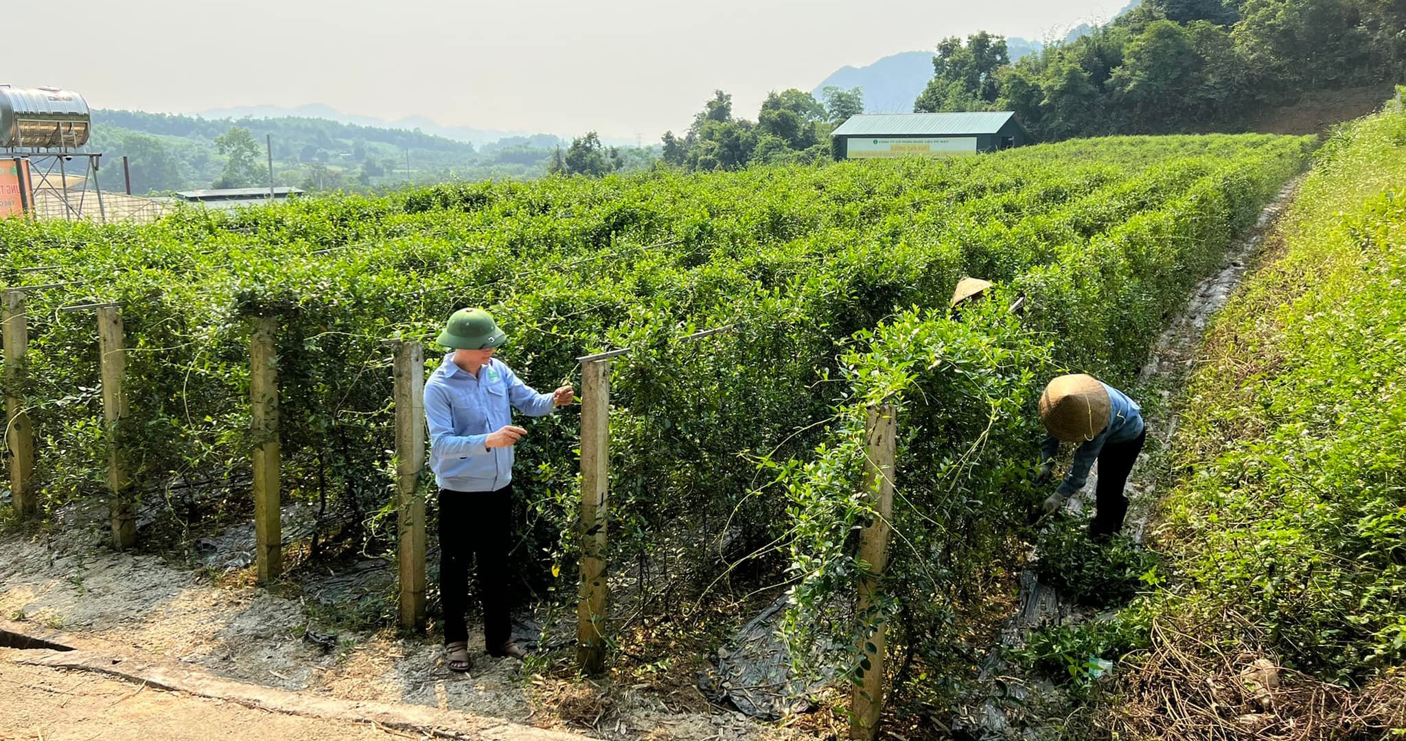 Vùng nguyên liệu Pù Mát. Ảnh: T.P