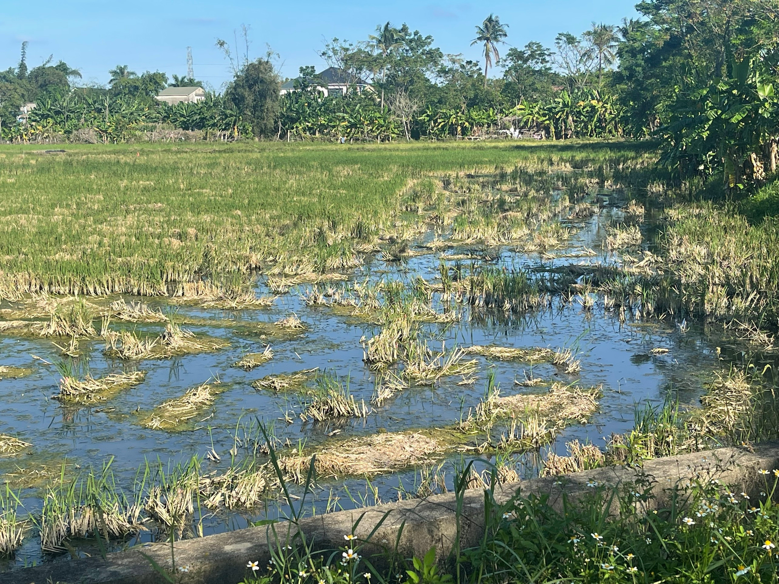 BNA_Ruộng lúa của người dân ngập tràn nước thải.jpg