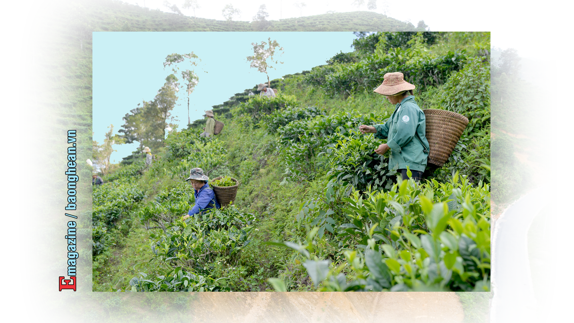 Người dân huyện Kỳ Sơn hái chè Shan tuyết trên độ cao hơn 1.000m. Ảnh: Thành Cường