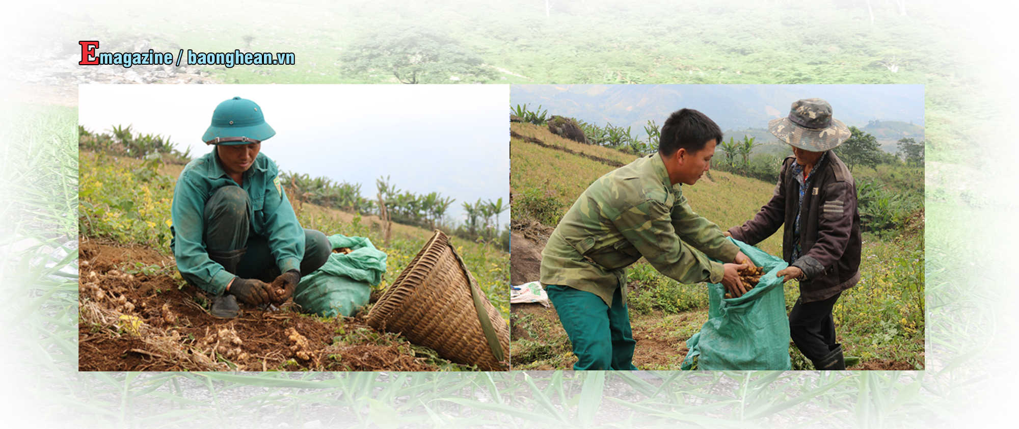 Thu hoạch gừng ở Kỳ Sơn. Ảnh: Lữ Phú
