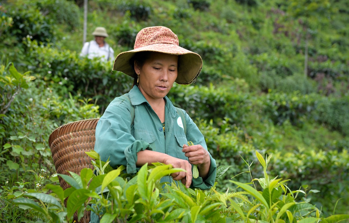 Thừa hưởng khí hậu núi cao quanh năm mát mẻ của Kỳ Sơn, với nhiều ngày có mây mù nên chè ở đây búp to, phủ 1 lớp trắng nhẹ như tuyết và cho năng suất khá cao. Ảnh: Thành Cường