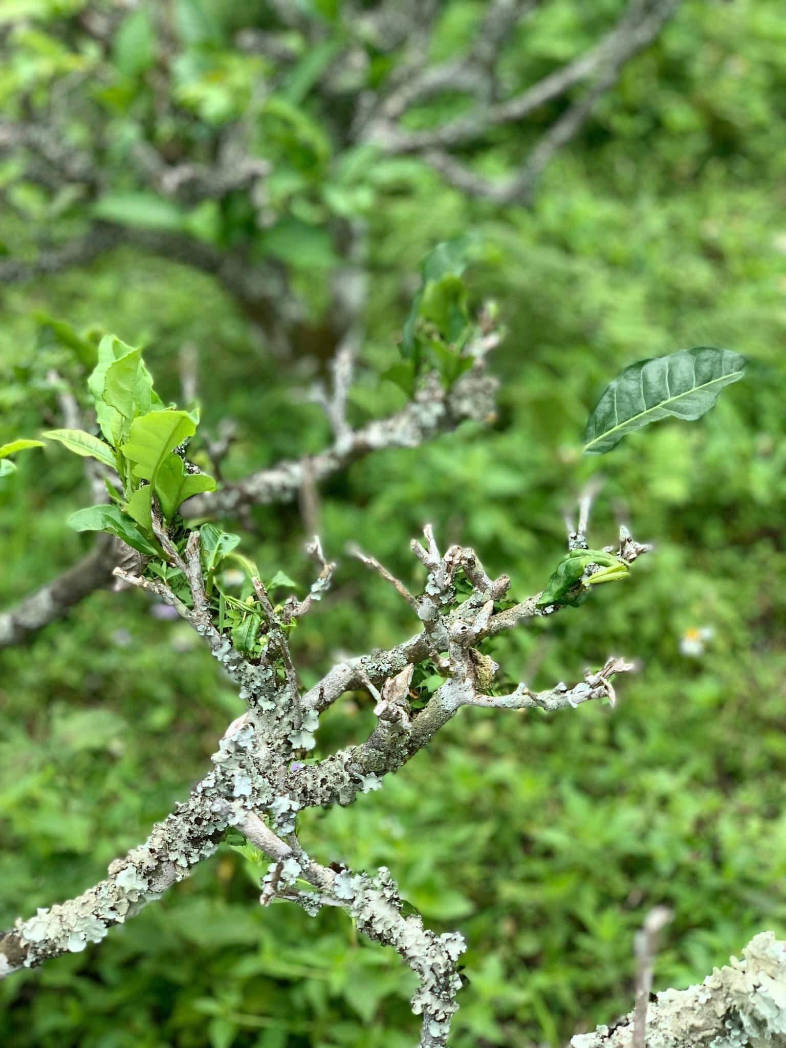 Chè Shan tuyết có vị ngon đặc trưng. Ảnh: P.V