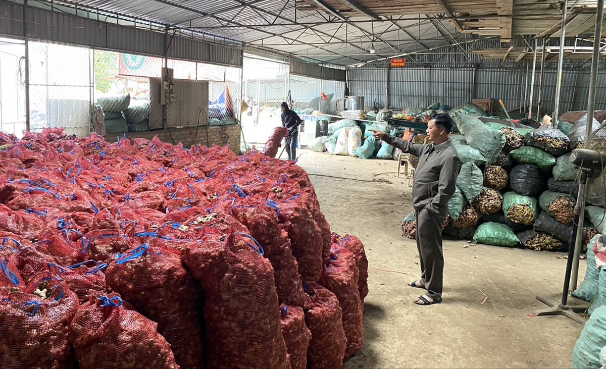 Gừng được tập kết tại một đơn vị thu mua ở thị trấn Mường Xén, huyện Kỳ Sơn. Ảnh: Văn Trường