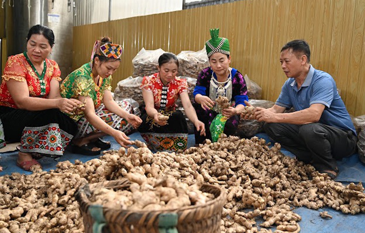 Gừng Kỳ Sơn đã có chỉ dẫn địa lý. Ảnh: Lữ Phú