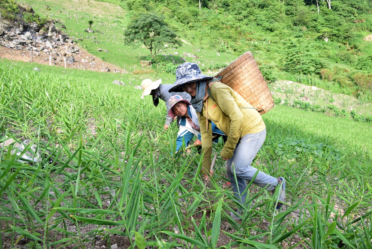 Gừng Kỳ Sơn được đồng bào các dân tộc trồng trên các nương rẫy lưng chừng núi. Ảnh: Xuân Hoàng