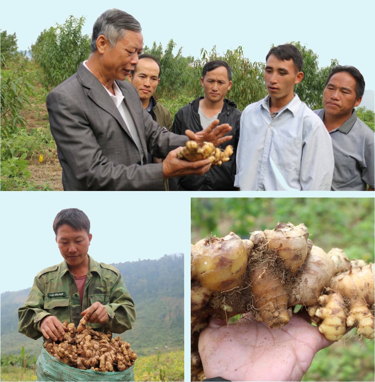Gừng Kỳ Sơn được trồng nhiều ở các bản núi cao, trong đó trồng nhiều nhất là ở xã Na Ngoi với trên 150 ha. Ảnh: Lữ Phú