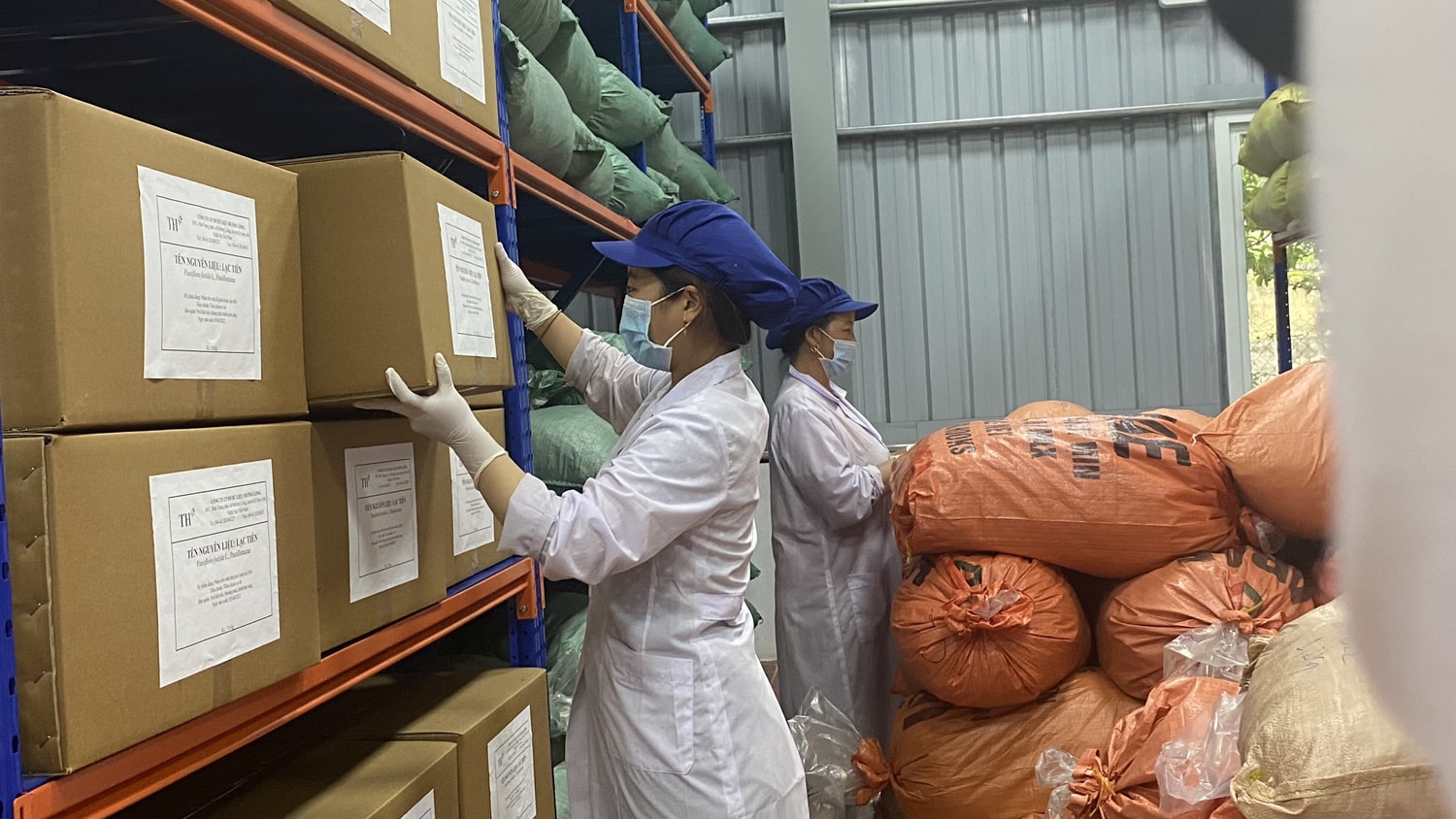 Kiểm tra dược liệu đã chế biến ở Kỳ Sơn. Ảnh: Trân Châu