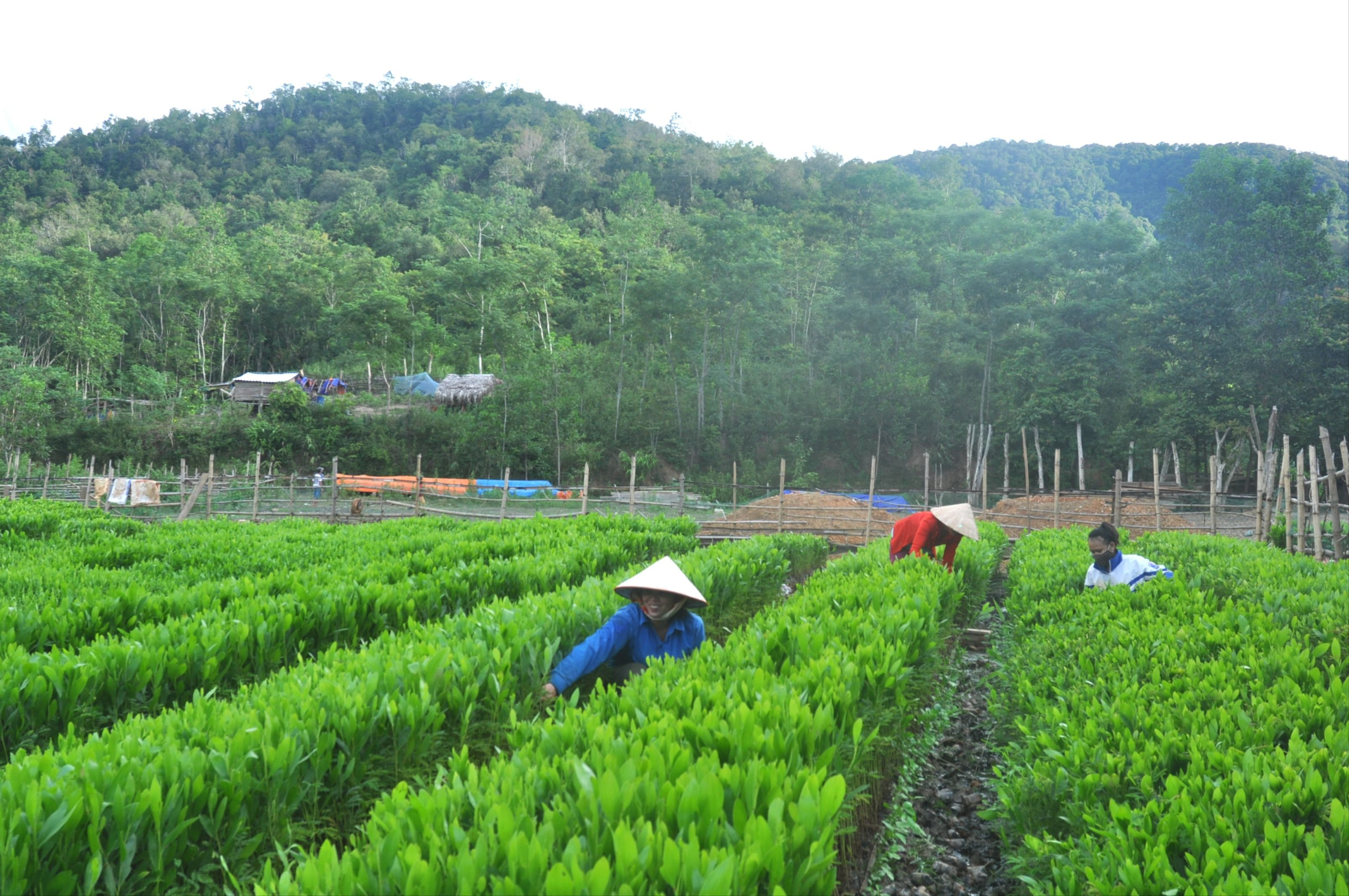 Giống keo cấp phát cho các hộ trồng rừng được chủ động ngay trên địa bàn huyện Tương Dương.jpeg