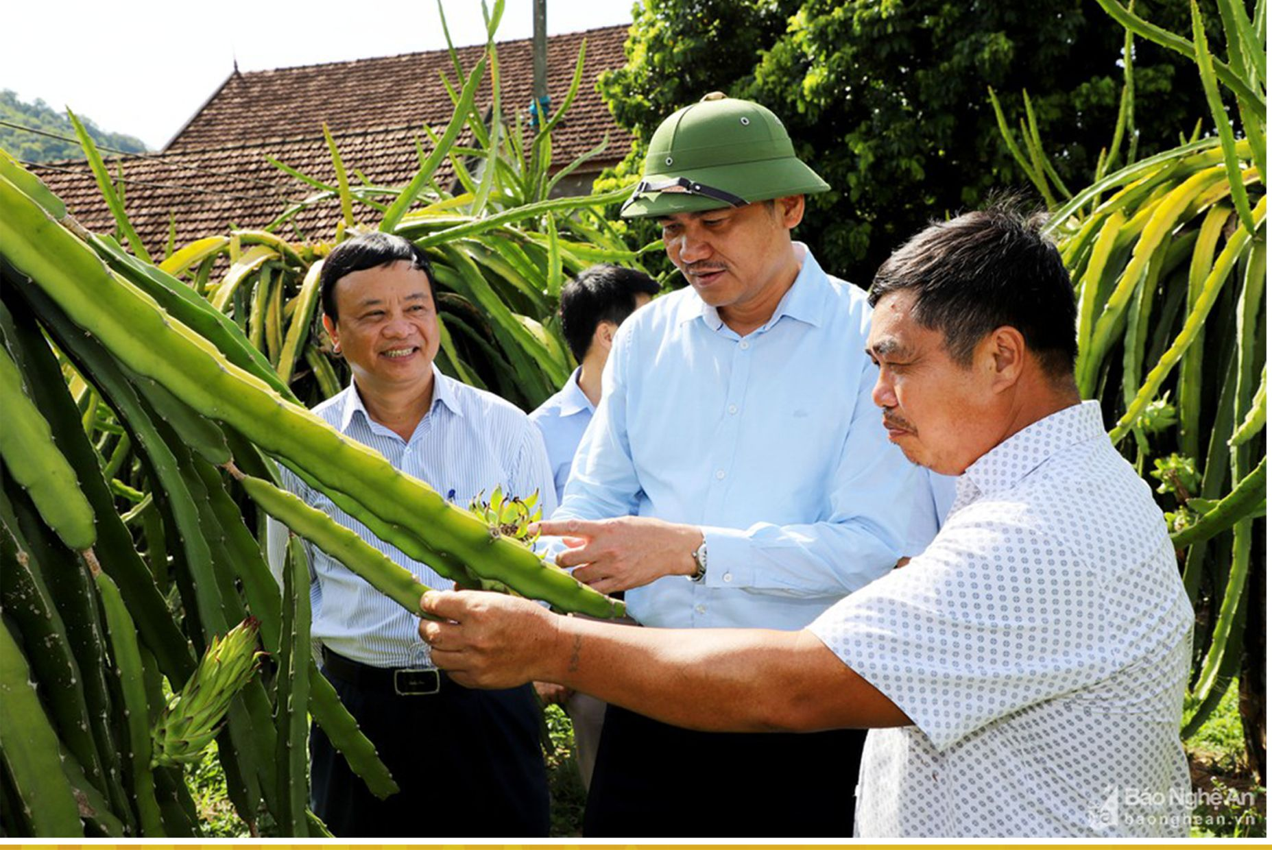 Lãnh đạo tỉnh và huyện tương dương thăm mô hình trồng thanh long ruột đỏ của gia đình ông Tống Văn Chiến ở xã Tam Quang. Anh tu lieu pv.png