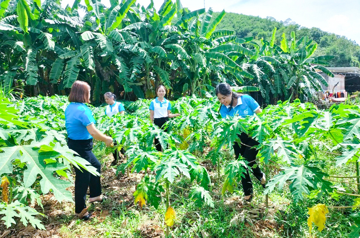 bna_ Cán bộ Hội LHPN huyện Anh Sơn tìm hiểu  mô hình trồng cây đu đủ lấy hoa làm dược liệu của hội viên tạ xã. Vĩnh Sơn.jpg