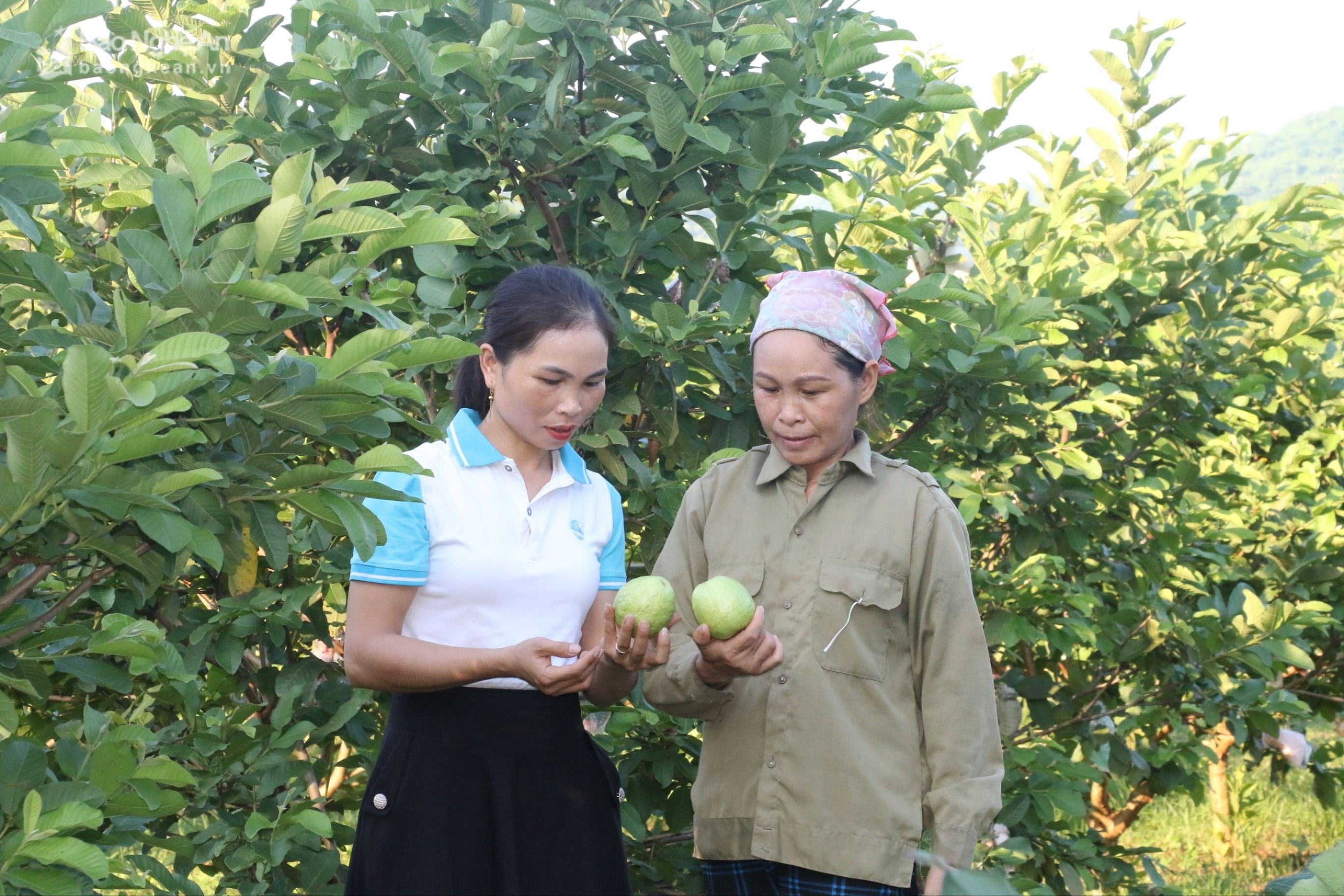 Mô hình trồng ổi của hội viên hợp tác xã nông nghiệp xã Nghĩa Thọ (2).JPG