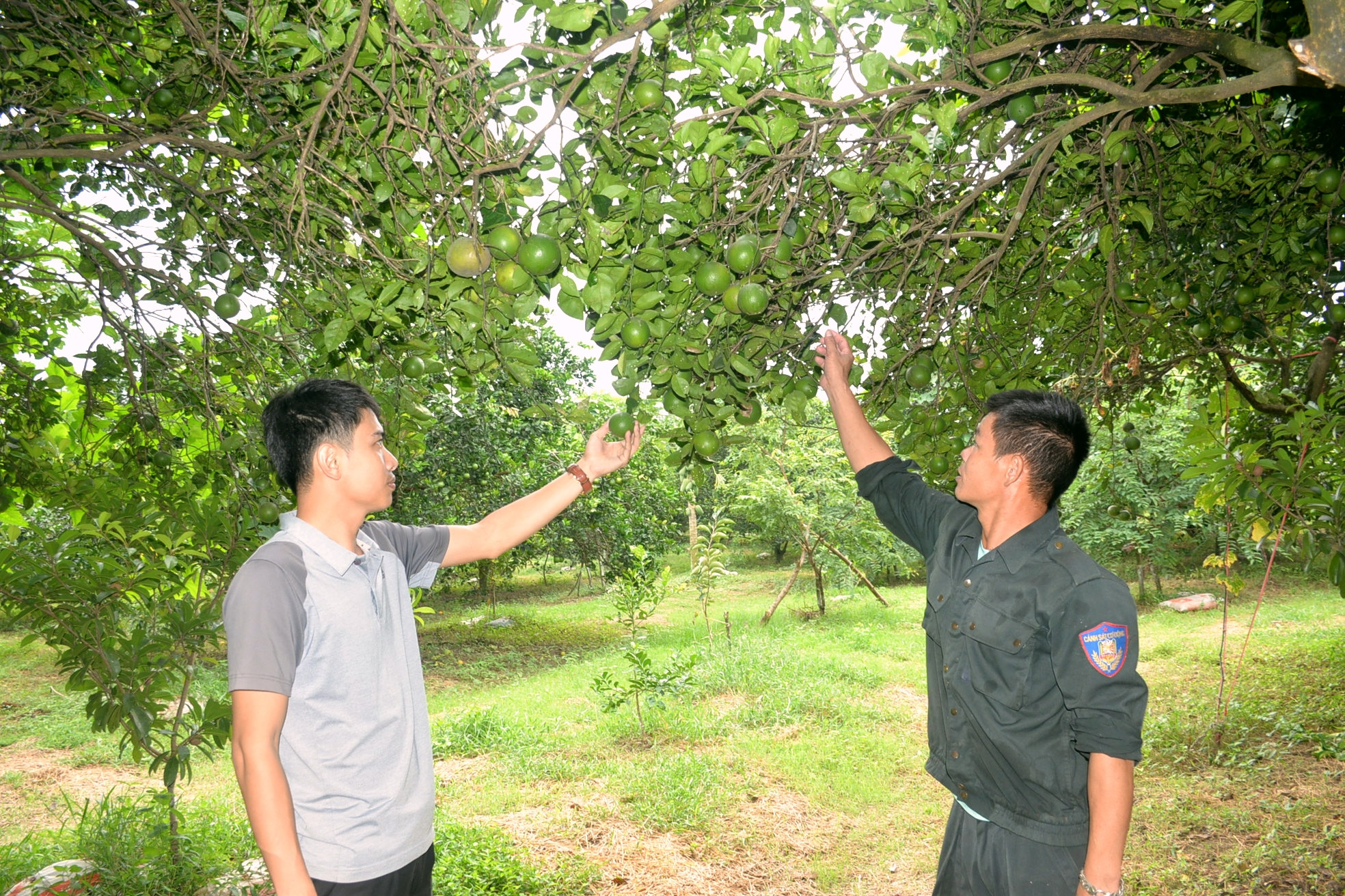 bna_Vườn cam còn sót lại của gia đình anh Nguyễn Đình Phong. Ảnh Xuân Hoàng.jpg