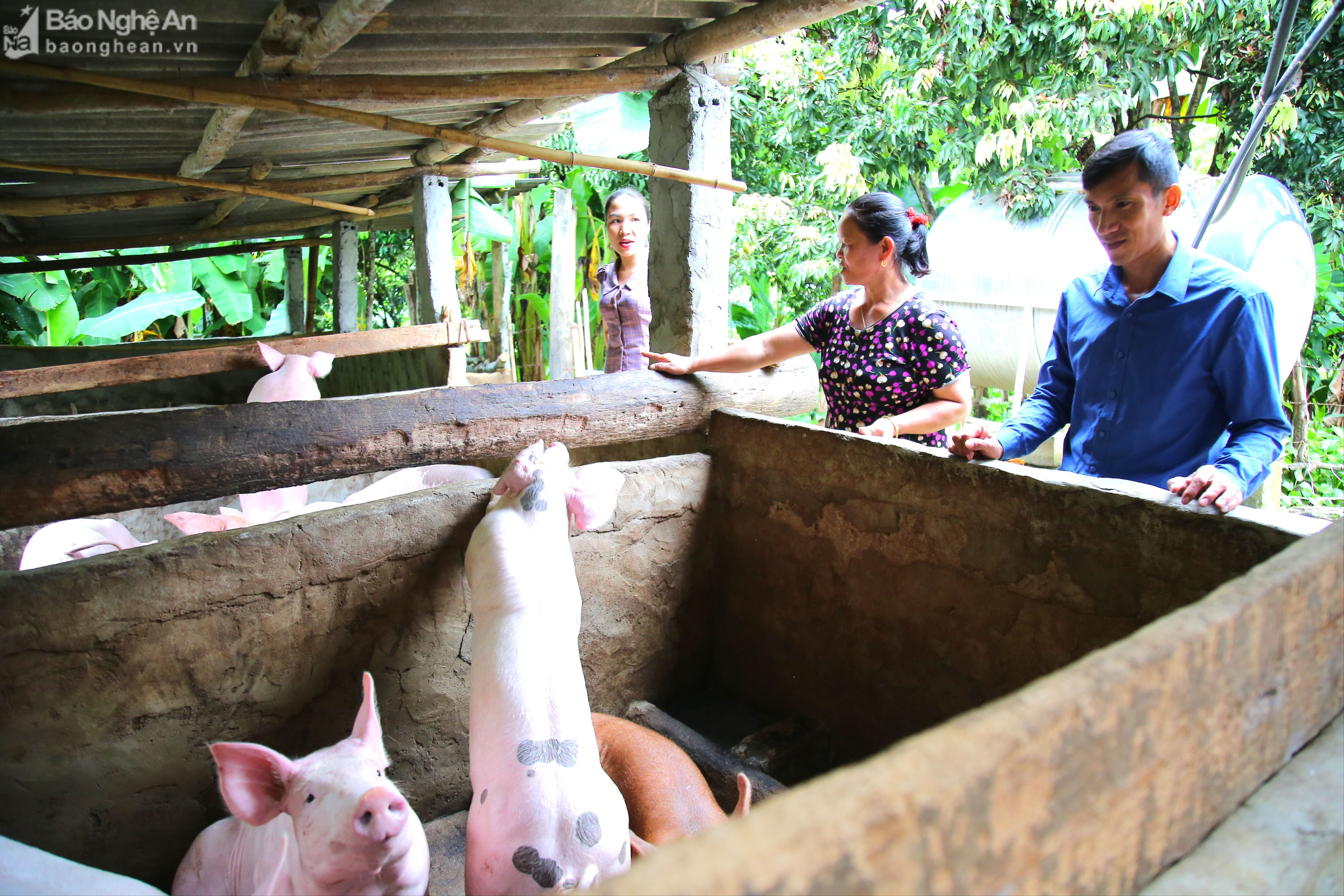 Mô hình chăn nuôi lợn của gia đình chị Lo Thị Nga ở bản Văng Môn, xã Nga My, Tương Dương. Anh KL.jpeg