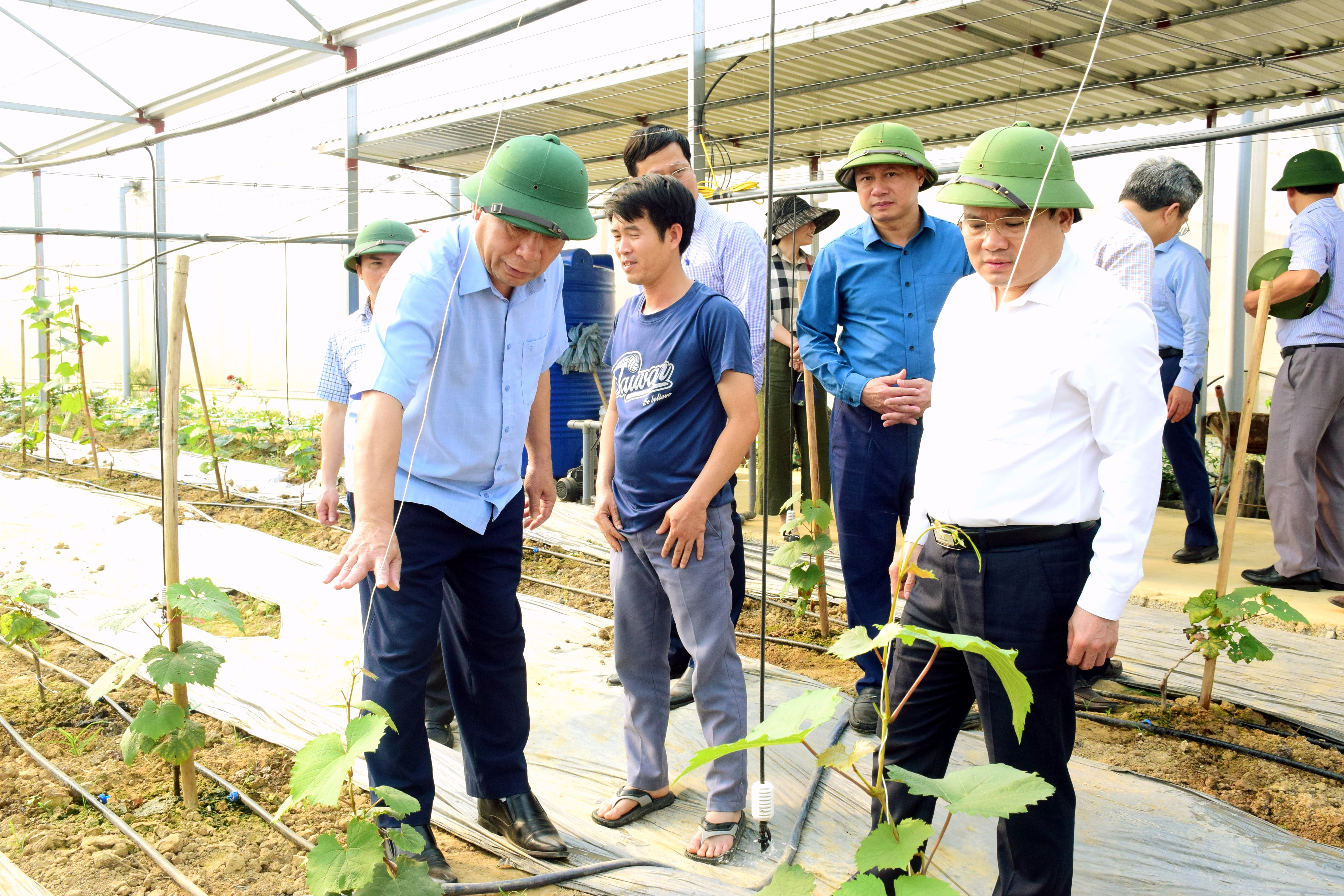 bna_Lãnh đạo tỉnh tham quan mô hình sản xuất rau áp dụng công nghệ cao tại xã trên địa bàn huyện Yên Thành. Ảnh Xuân Hoàng.jpg