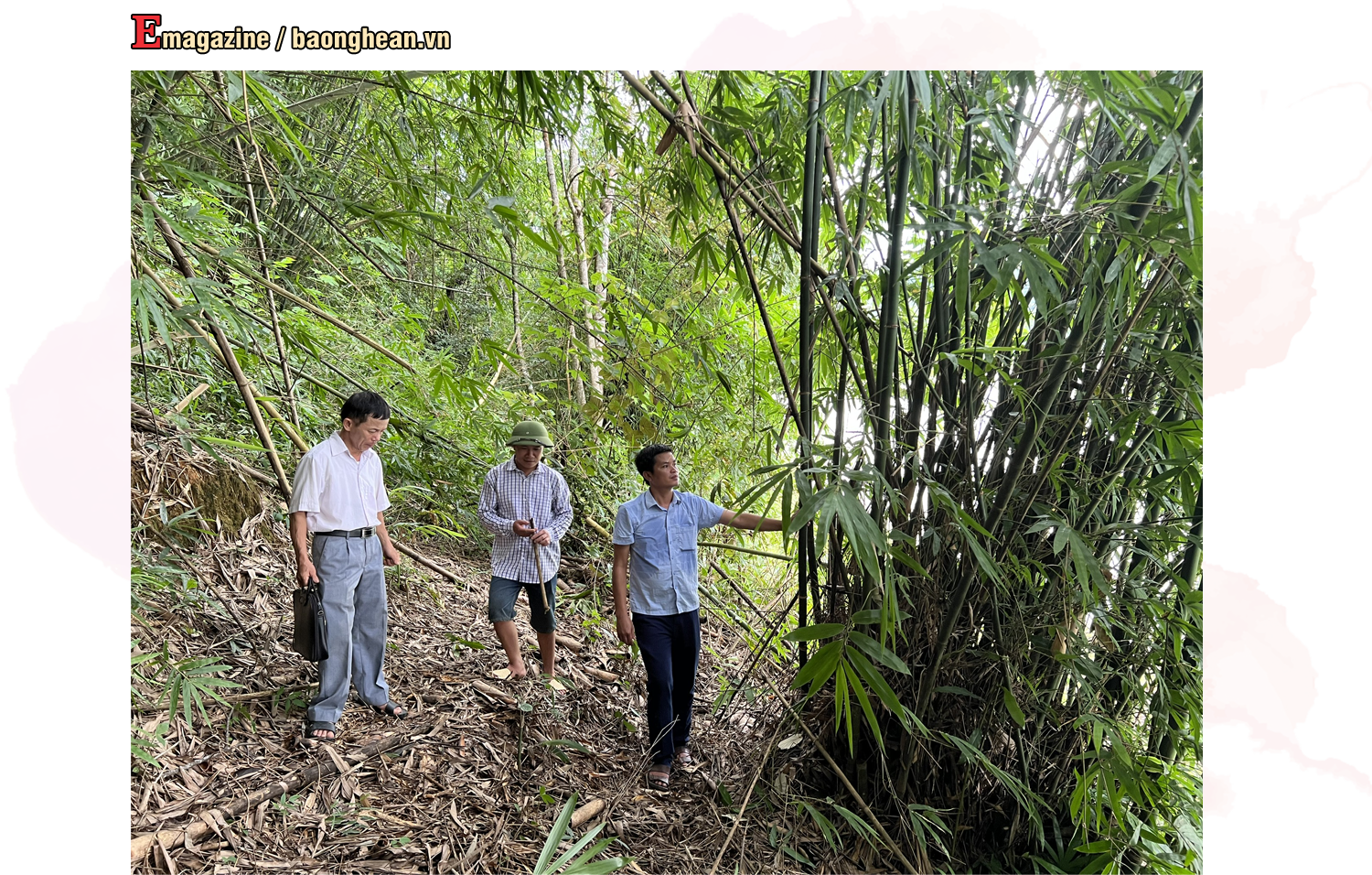 Cây mét được xác định là cây sinh kế ở xã Thông Thụ (Quế Phong). Ảnh: Đình Tuyên