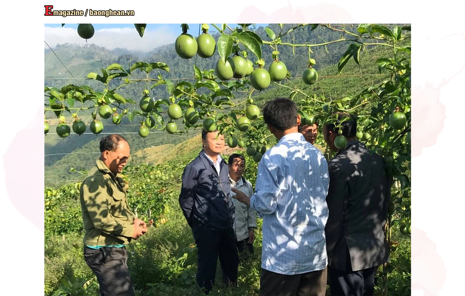 Lãnh đạo huyện Tương Dương thăm mô hình sản xuất chanh leo của người dân Huồi Cọ, xã Nhôn Mai. Ảnh tư liệu: P.V