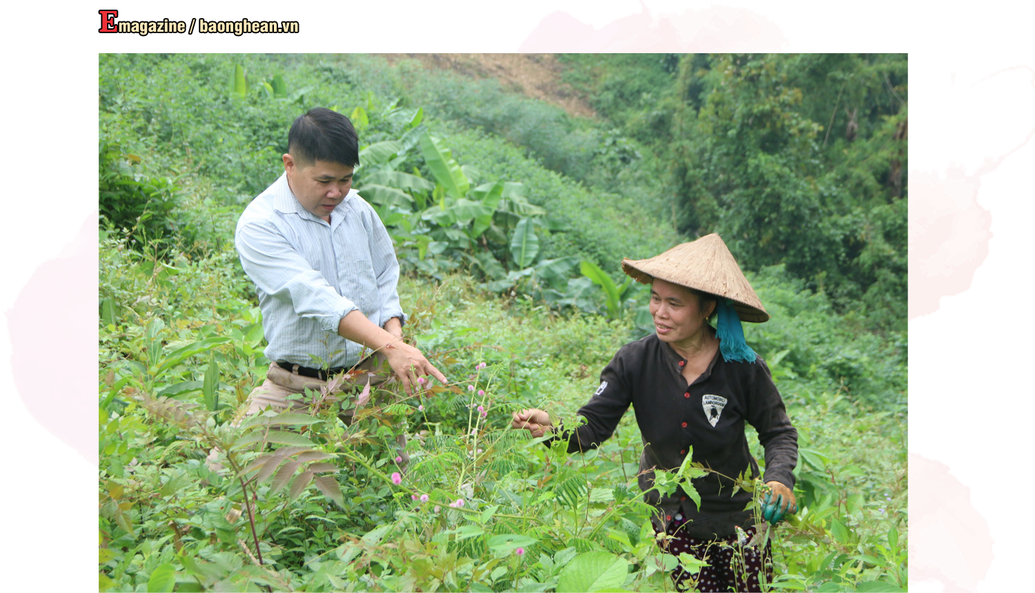 Cán bộ nông nghiệp xã Yên Tĩnh (Tương Dương) hướng dẫn người dân cách thu hái chè dây. Ảnh: P.V