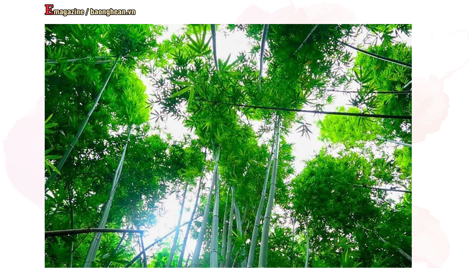 Rừng lùng xanh tốt ở xã Đồng Văn (Quế Phong). Ảnh: Đình Tuyên