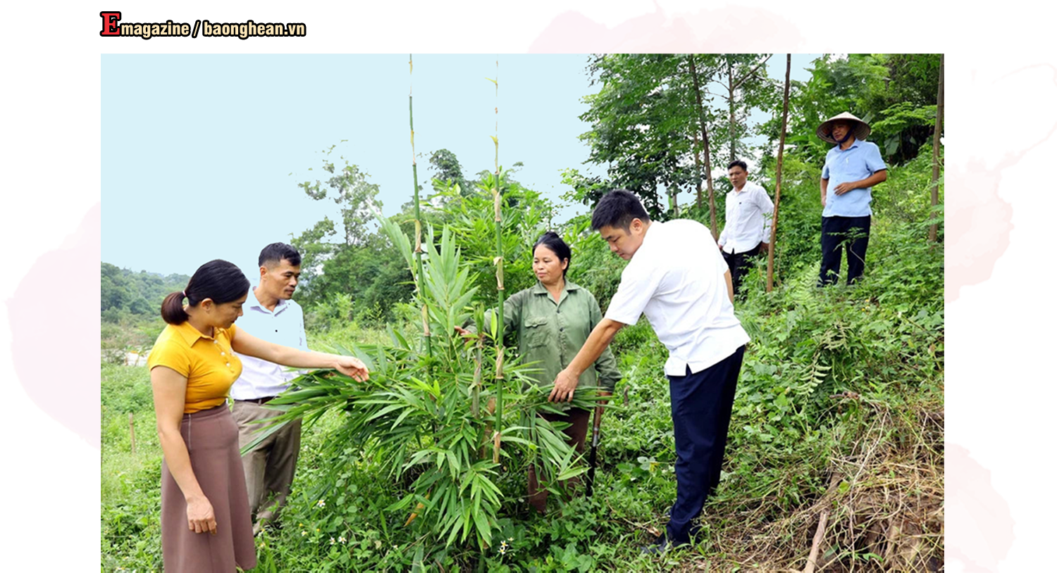 Lãnh đạo xã Châu Thắng (Quỳ Châu) khảo sát diện tích lùng trồng tại vườn gia đình chị Vi Thị Hà ở bản Xẹt. Ảnh tư liệu: Nguyên Nguyên