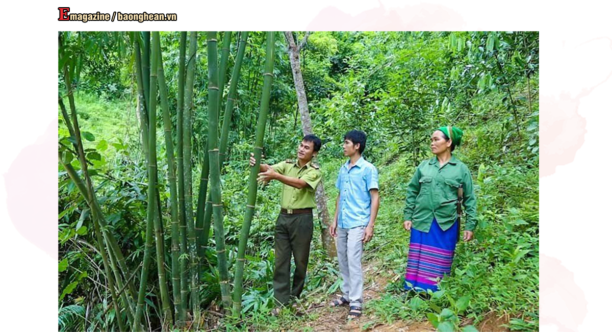 Cán bộ Kiểm lâm hướng dẫn người dân thời điểm thu hoạch lùng. Ảnh: Đình Tuyên
