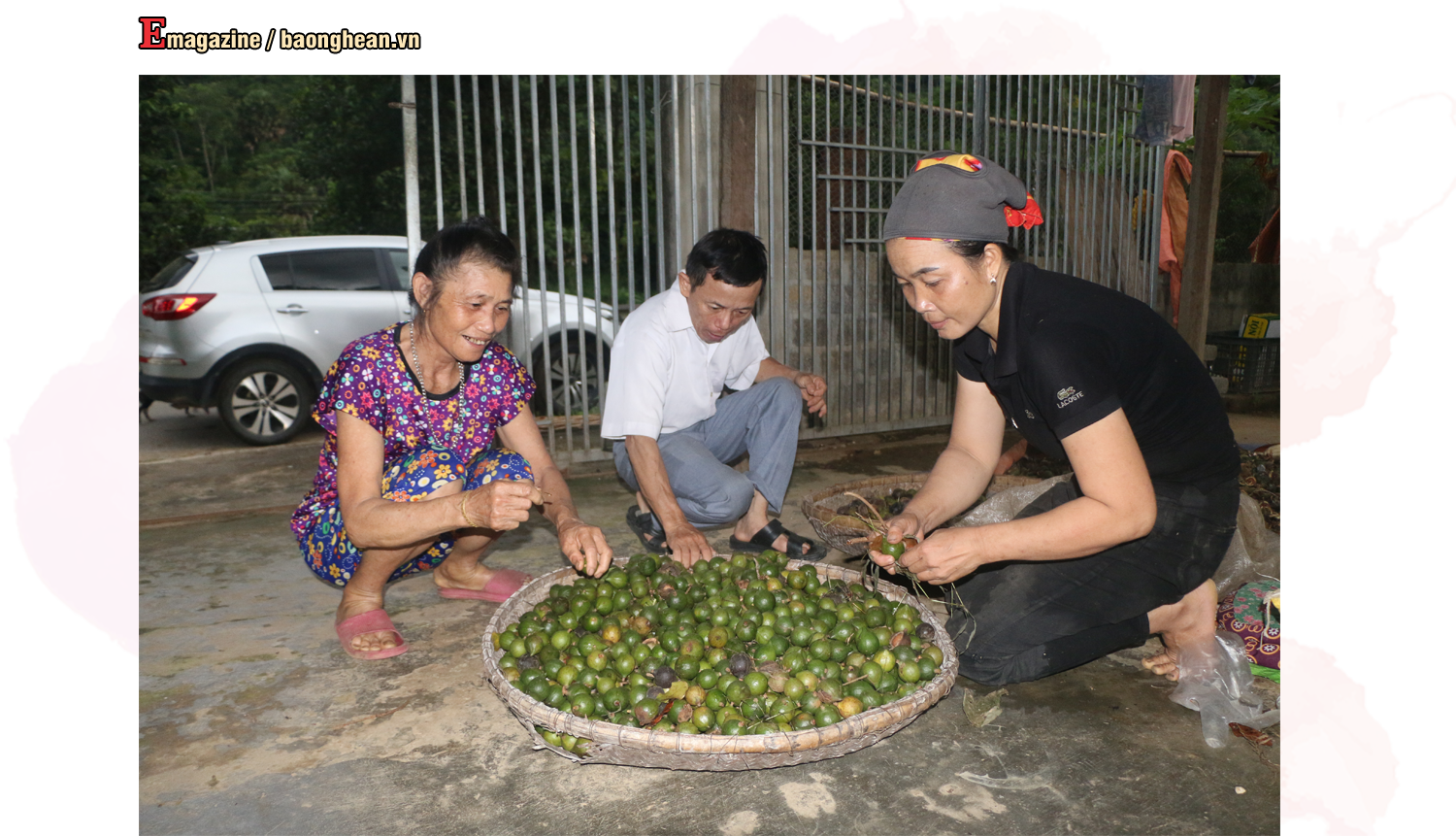 Mô hình trồng mắc ca đang được triển khai nhân rộng ở xã Thông Thụ (Quế Phong) vì phù hợp với chất đất và khí hậu. Ảnh: G.H