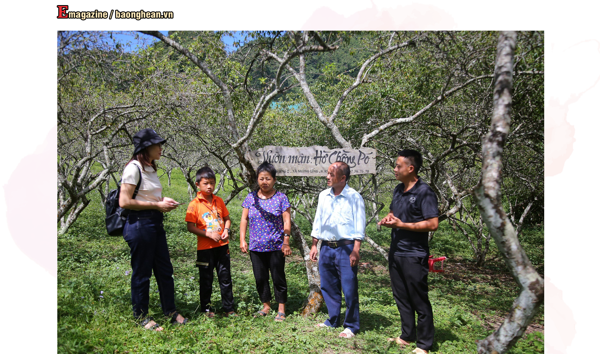 Nhờ được hỗ trợ, hướng dẫn phục tráng, những vườn mận Na Ngoi không chỉ cho thu hoạch về quả mà còn trở thành địa điểm hút khách du lịch. Ảnh: T.N