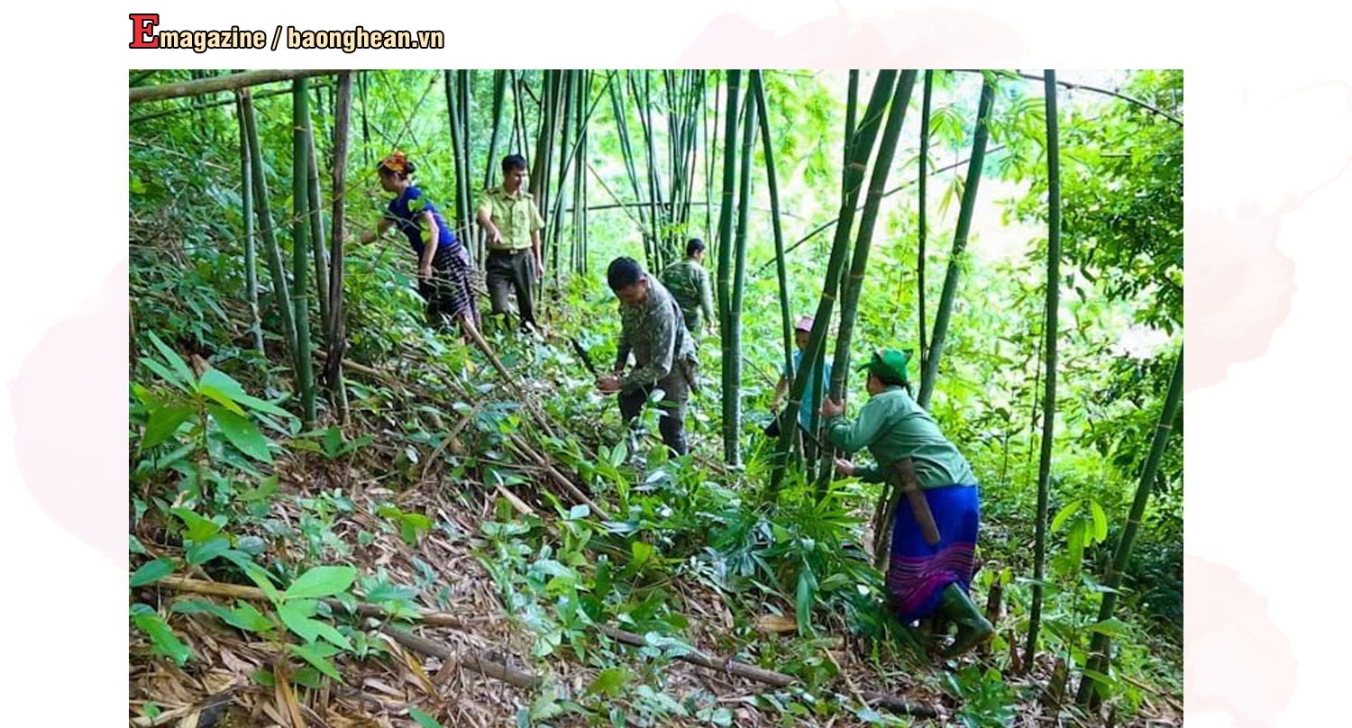 Người dân xã Đồng Văn (Quế Phong) chăm sóc cây lùng. Ảnh: Đình Tuyen