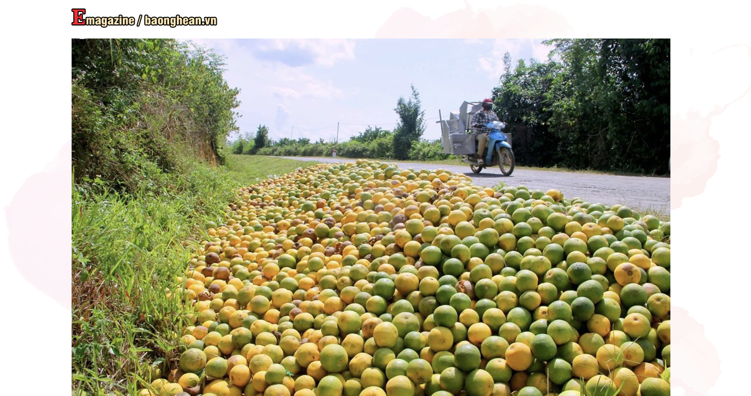 Cam rụng nhiều khiến người dân một số địa phương thất thu. Ảnh tư liệu: Quang An