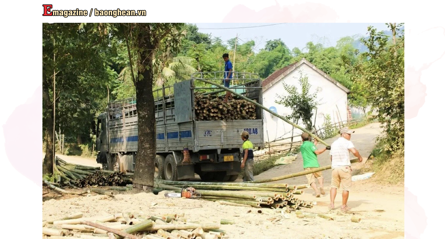 Thương lái đến tận nơi thu hoạch mét cho người dân huyện Tương Dương. Ảnh: Đình Tuân